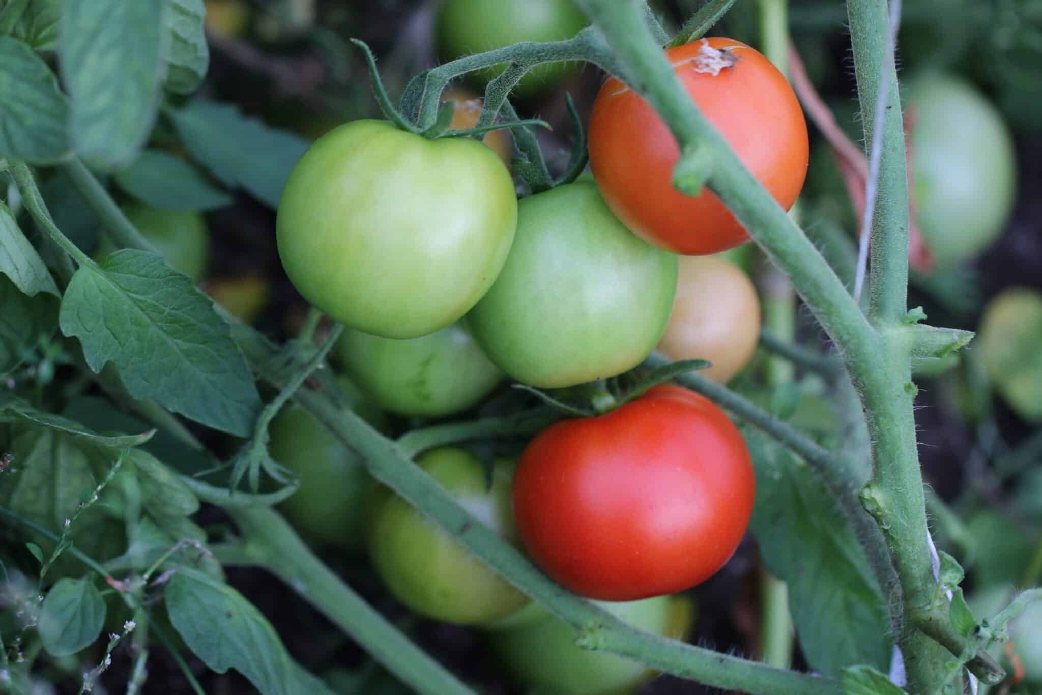 Köp Bohun - Tomatfrön online hos Svenska Frön Bohun - Svenskodlade tomatfrön från Svenska Frön