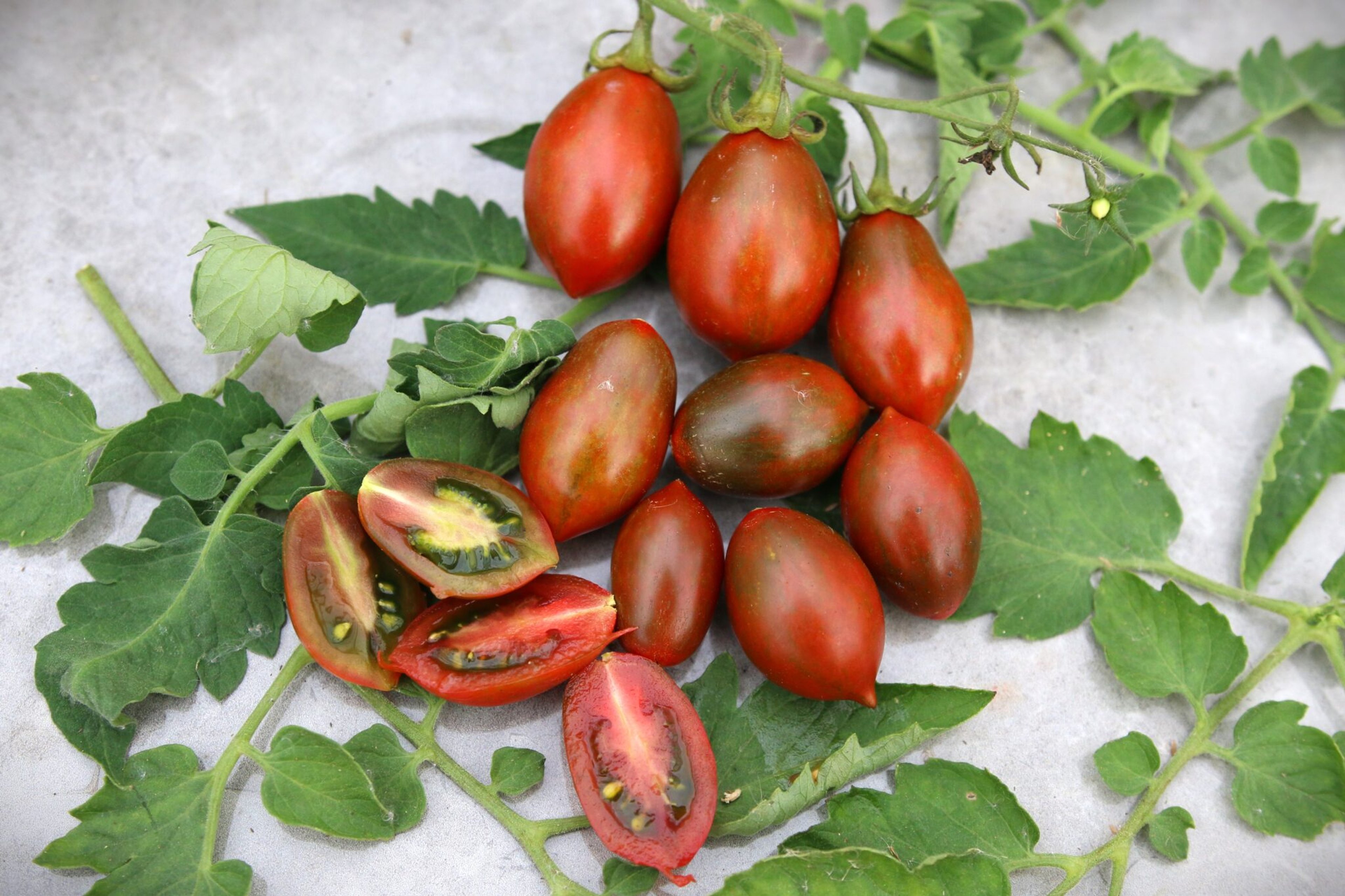 Cookie Select - Svenskodlade tomatfrön från Svenska Frön