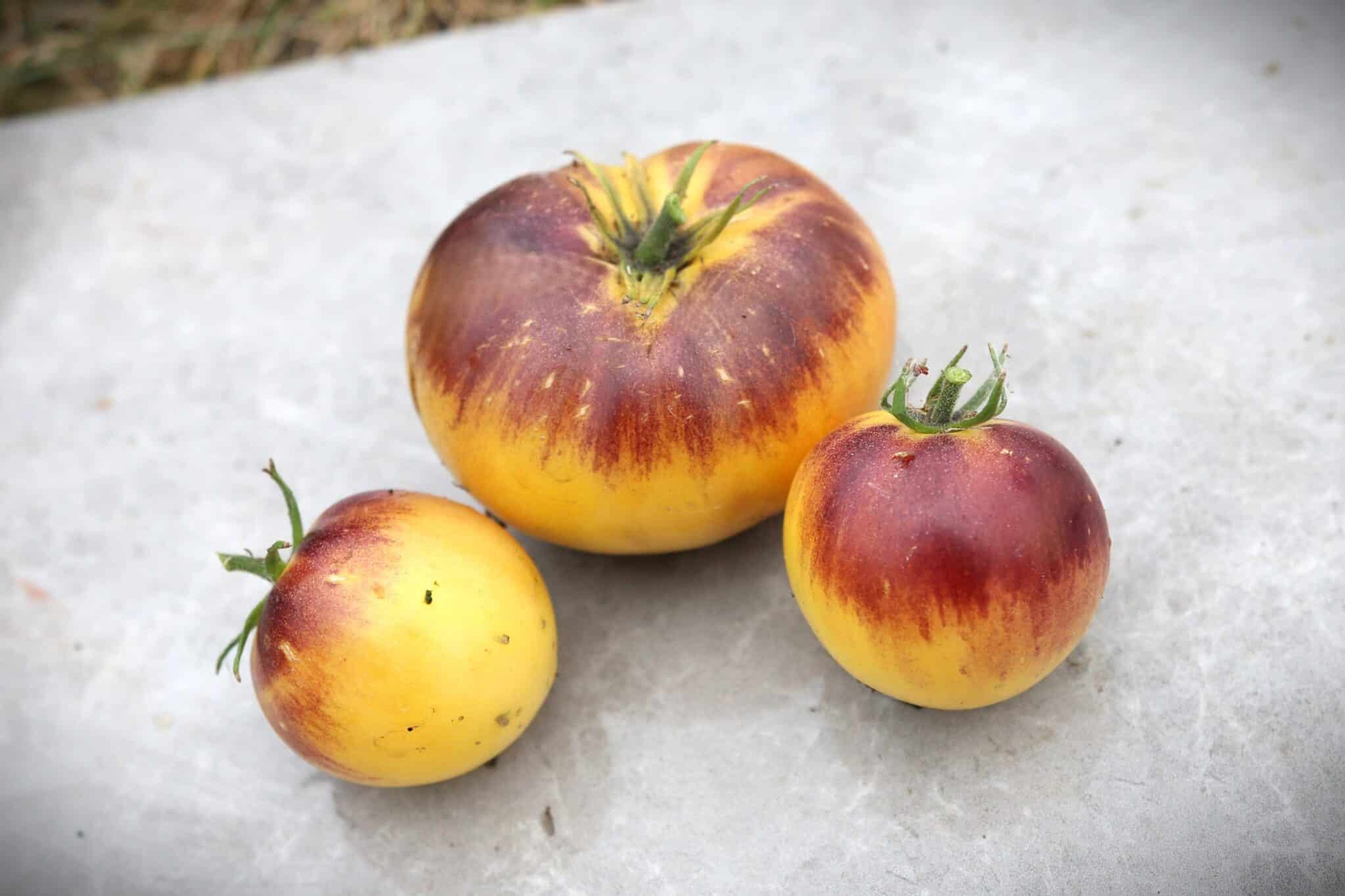 Great White - Svenskodlade tomatfrön från Svenska Frön