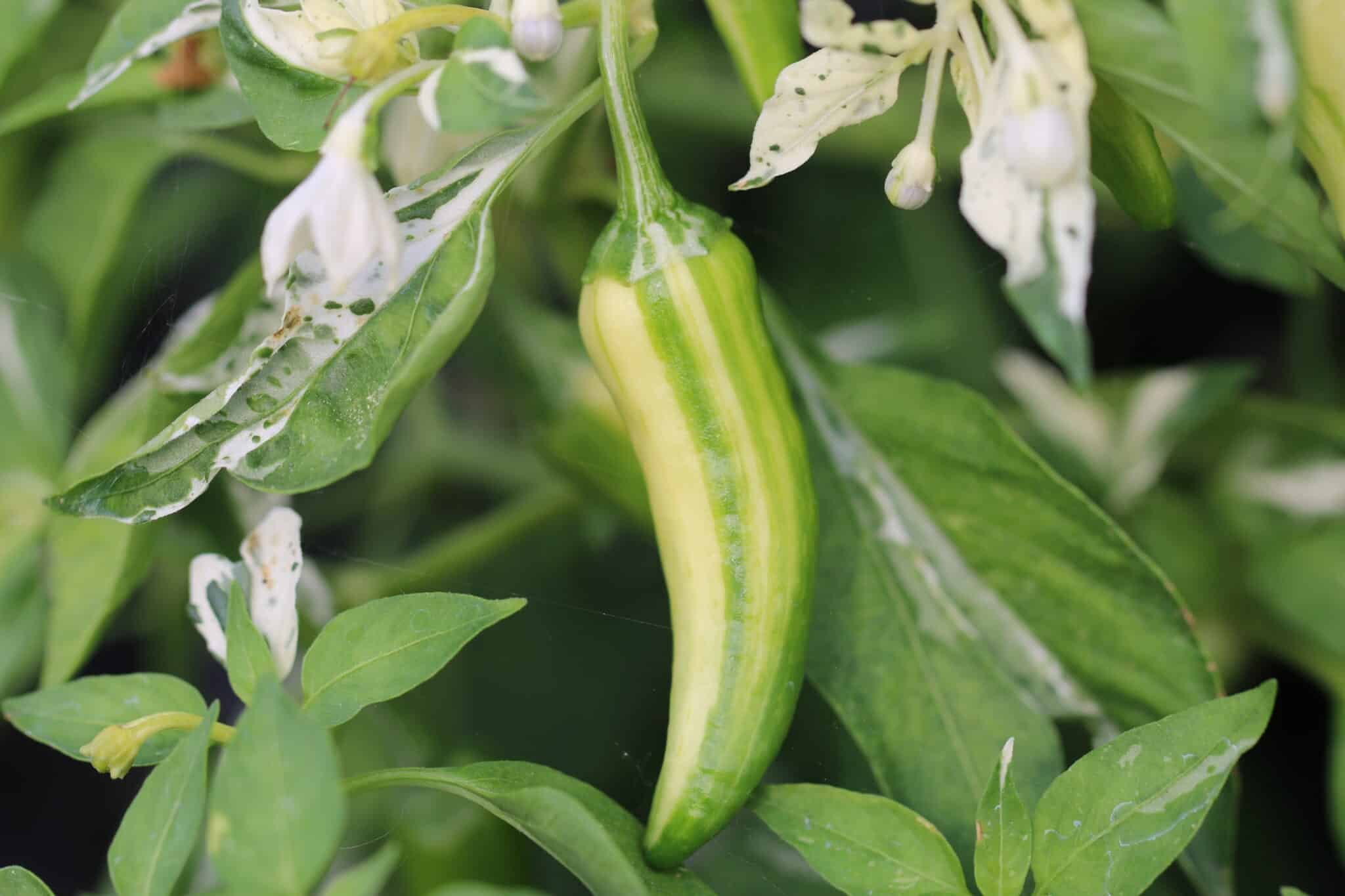 Köp Fish Pepper - Chilifrön online hos Svenska Frön Fish Pepper - Svenskodlade chilifrön frÄn Svenska Frön
