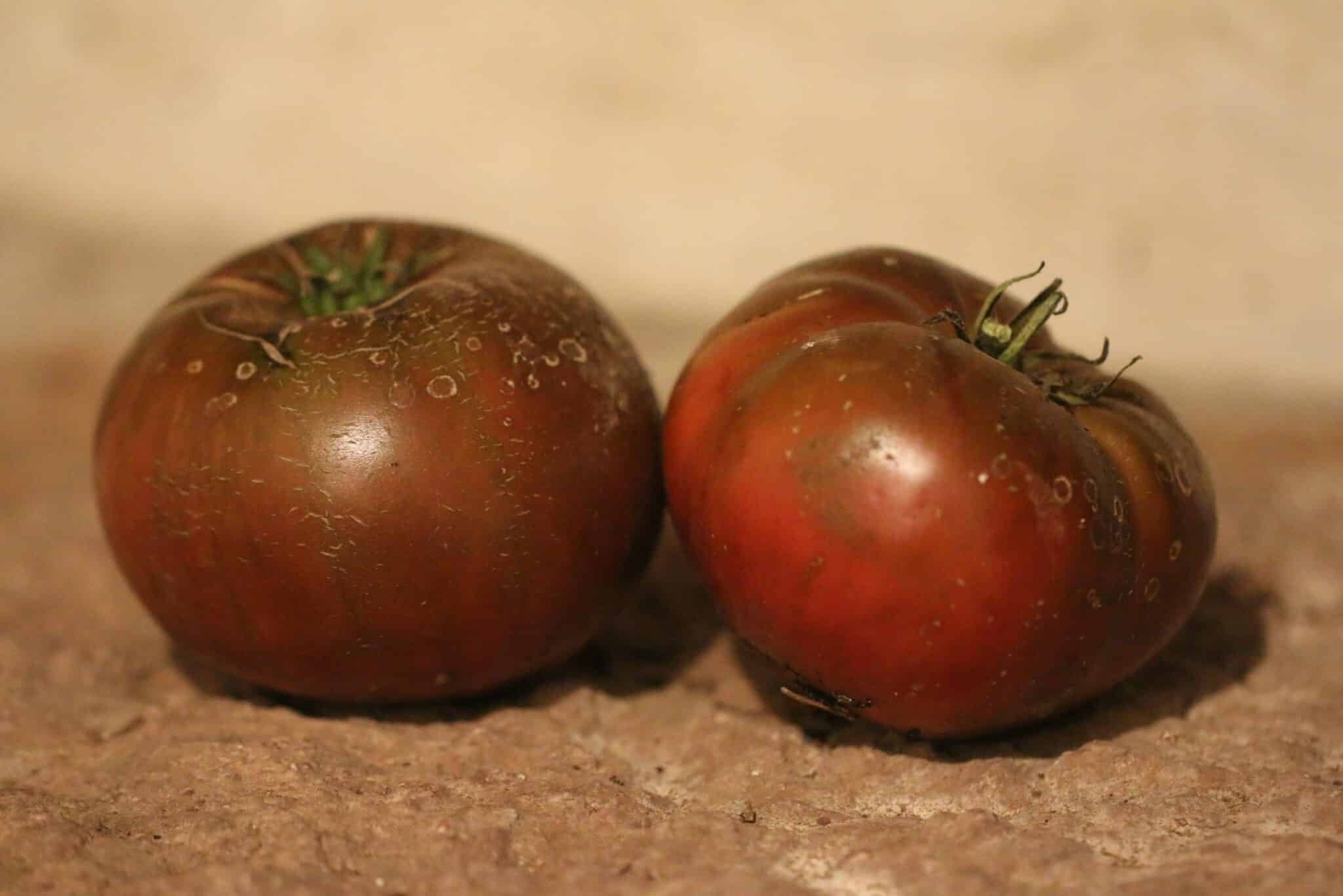 Köp Brandywine Black - Tomatfrön online hos Svenska Frön Brandywine Black - Svenskodlade tomatfrön frÄn Svenska Frön