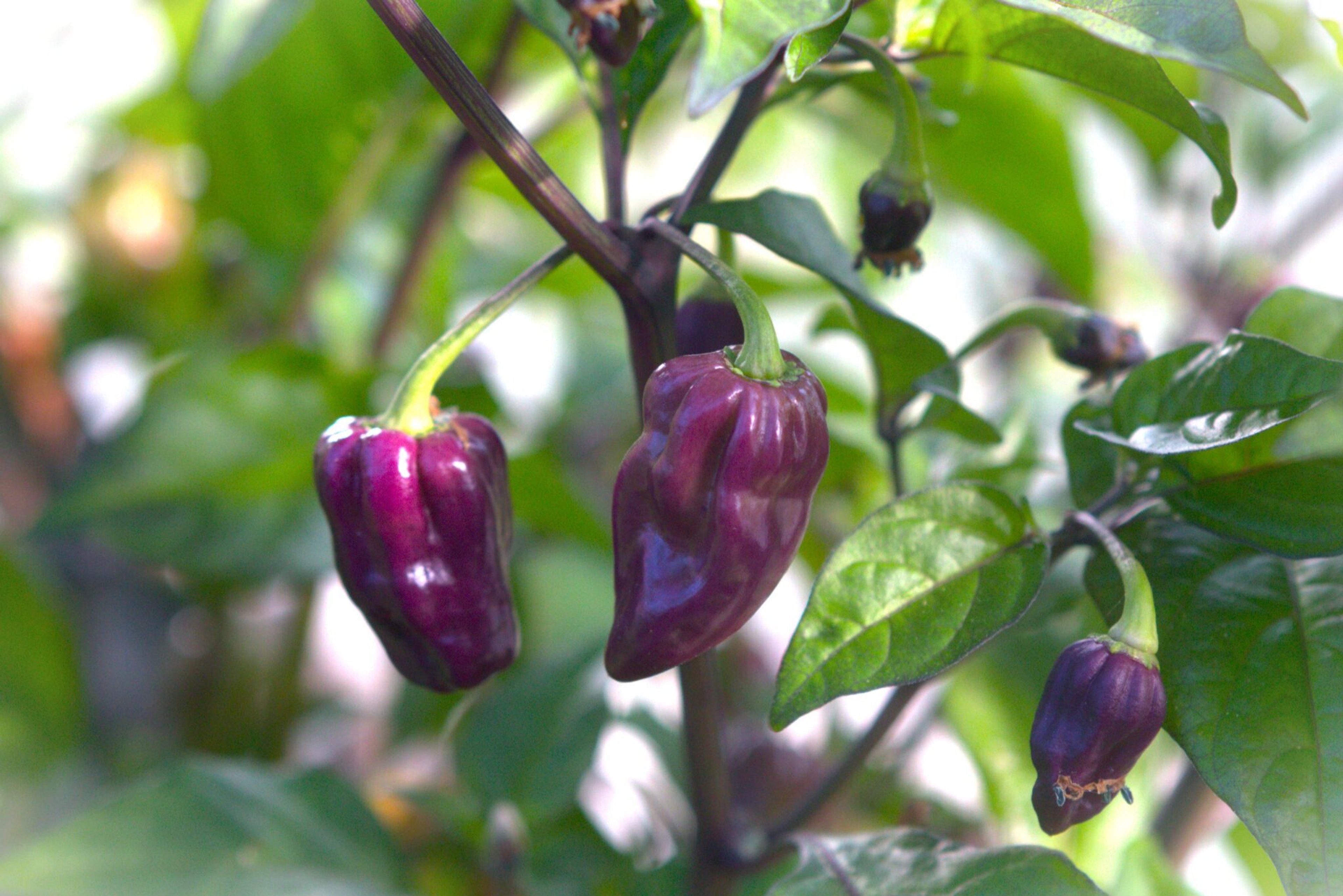 Bhut Jolokia Purple - Svenskodlade chilifrön från Svenska Frön
