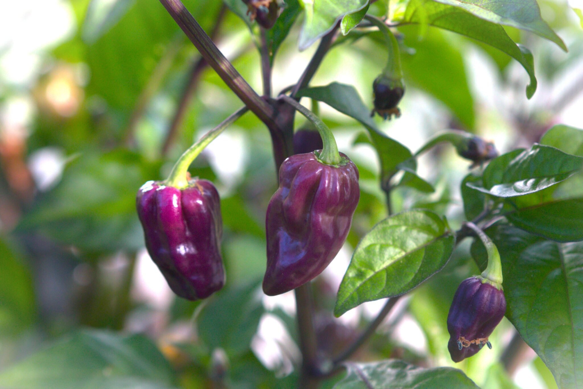 Köp Bhut Jolokia Purple - Chilifrön online hos Svenska Frön Bhut Jolokia Purple - Svenskodlade chilifrön från Svenska Frön