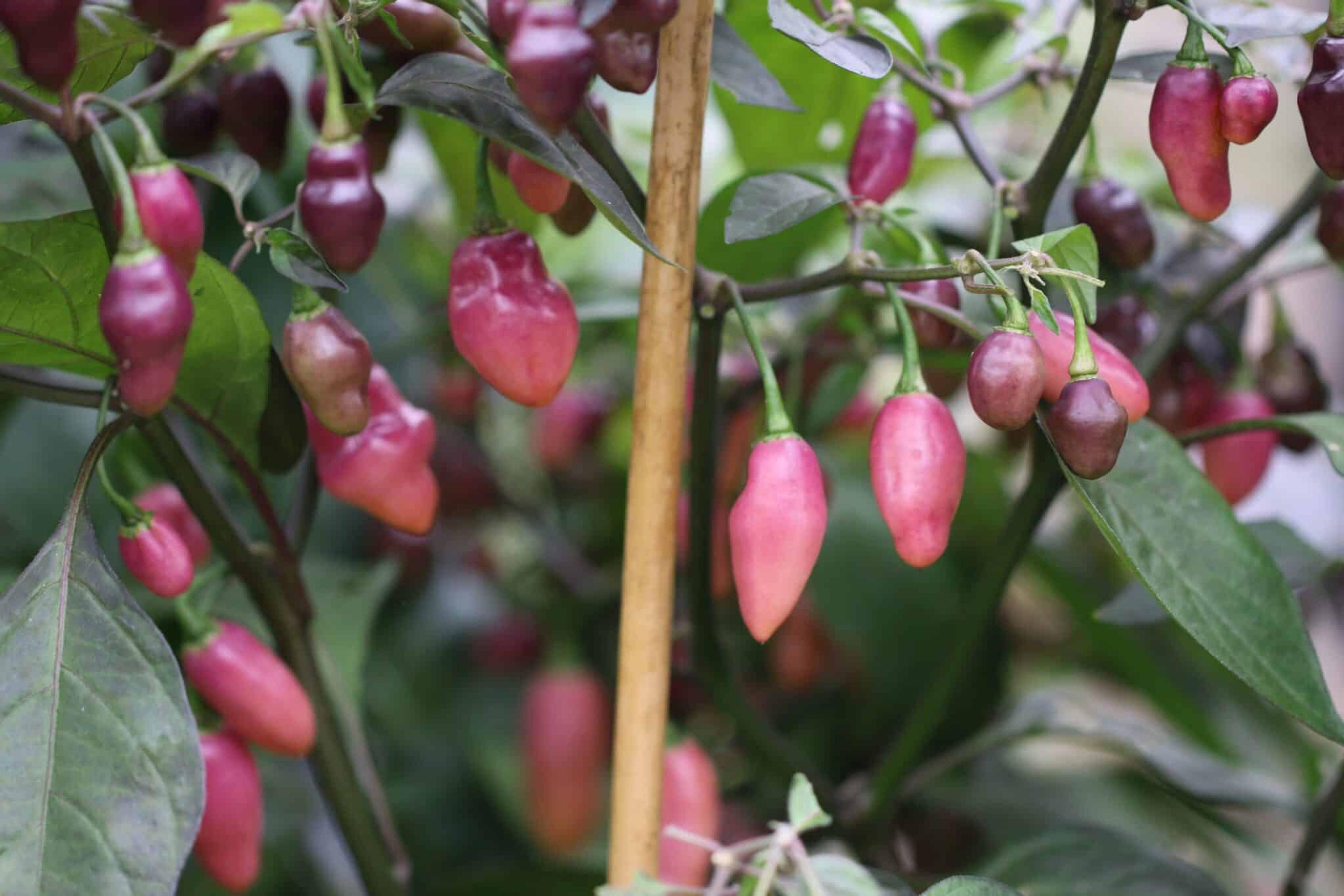 Fidalgo Roxa miniatyrbild 2