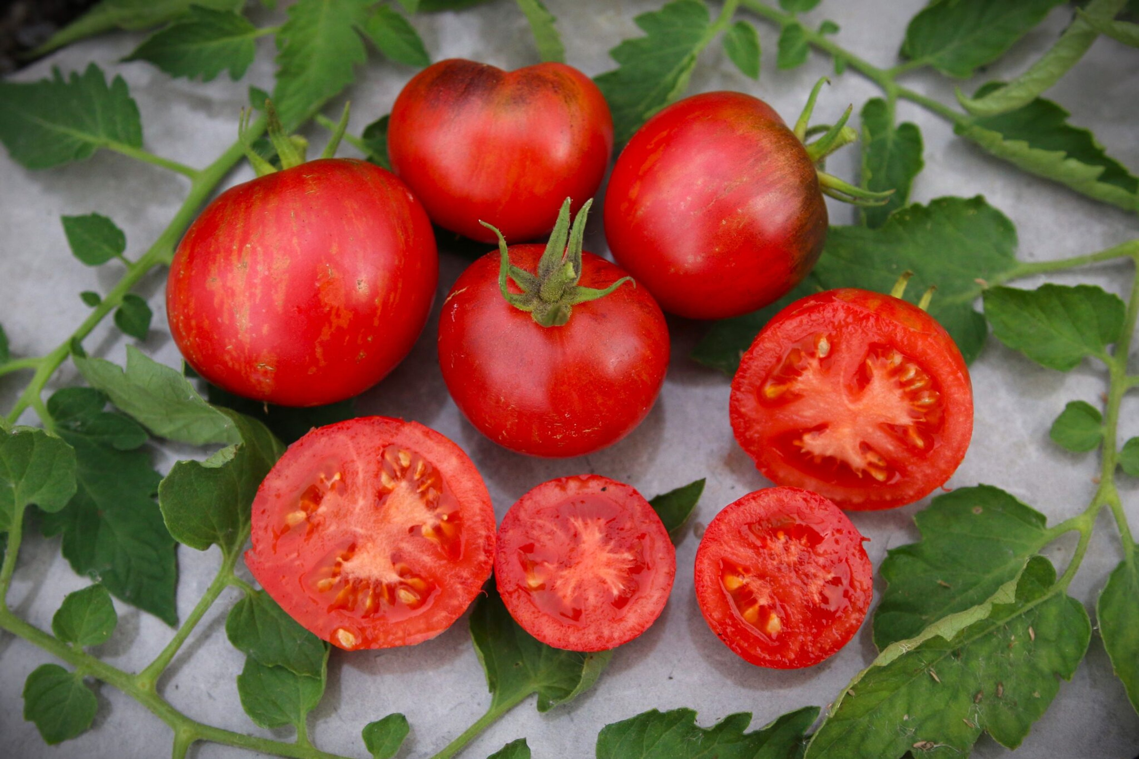 Dean's Black Draft - Svenskodlade tomatfrön från Svenska Frön