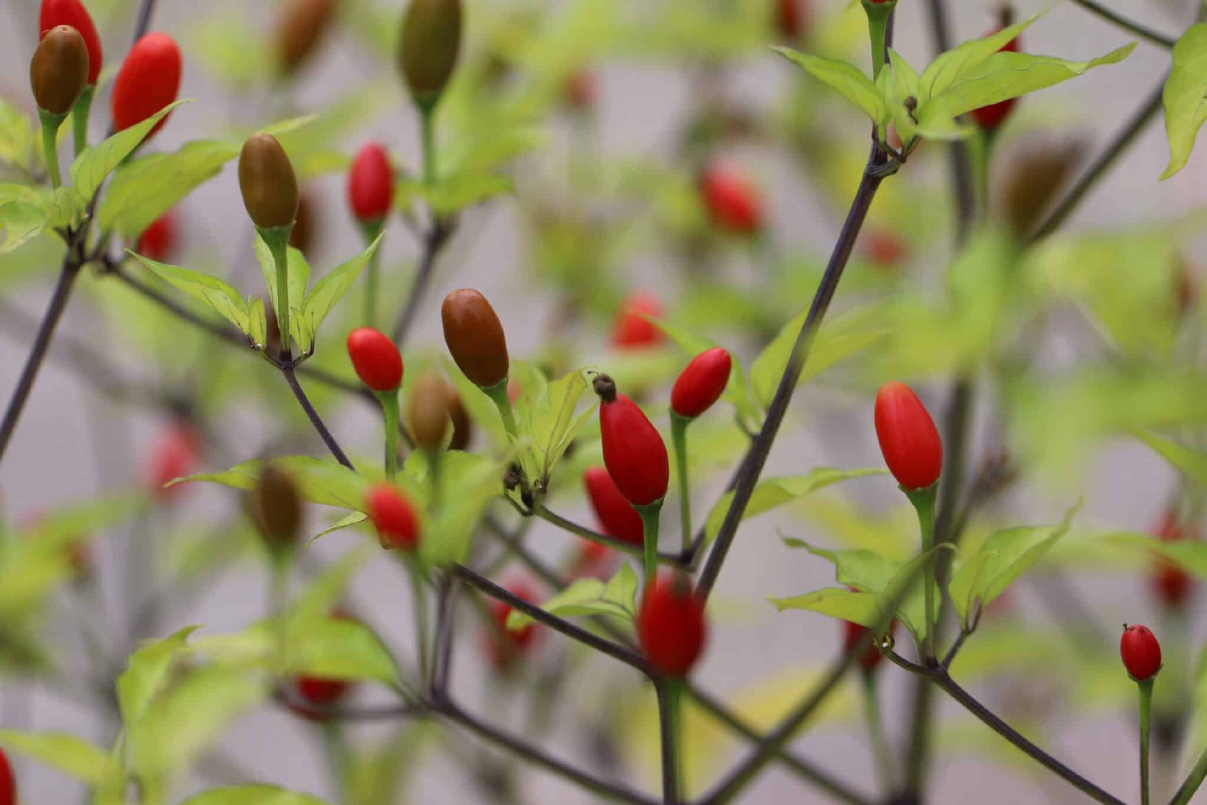 Chiltepin - Svenskodlade chilifrön från Svenska Frön