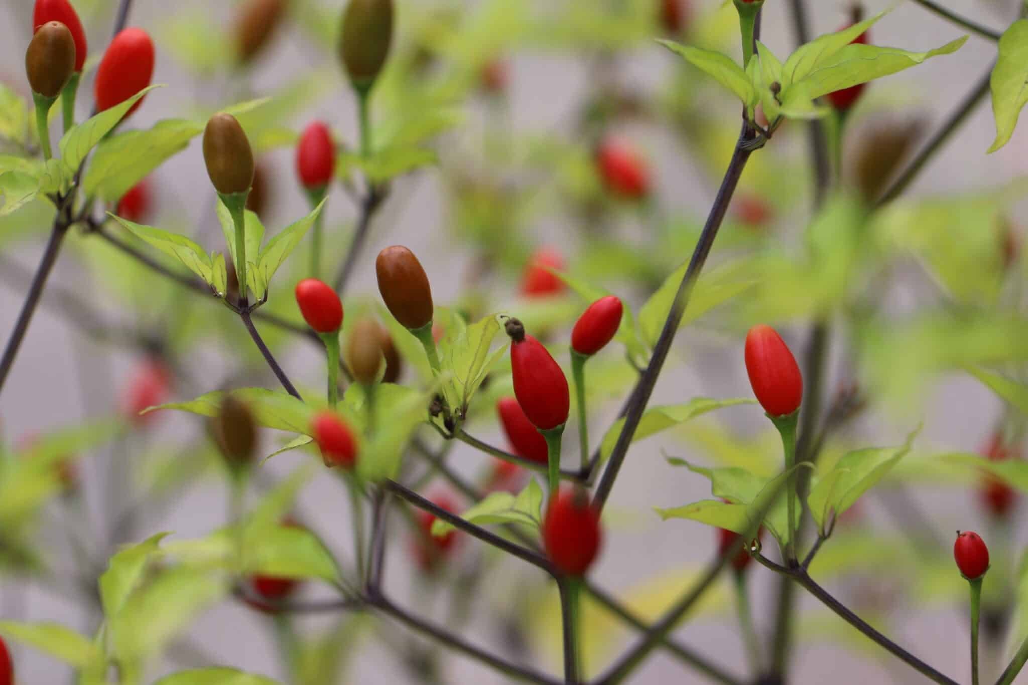 Köp Chiltepin - Chilifrön online hos Svenska Frön Chiltepin - Svenskodlade chilifrön från Svenska Frön