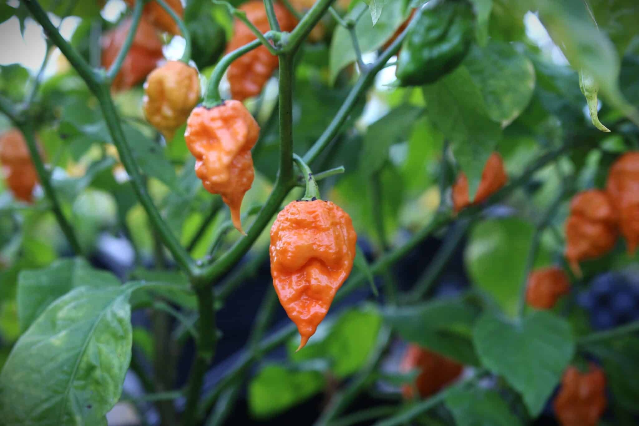 Köp Douglah Inception - Chilifrön online hos Svenska Frön Douglah Inception - Svenskodlade chilifrön från Svenska Frön