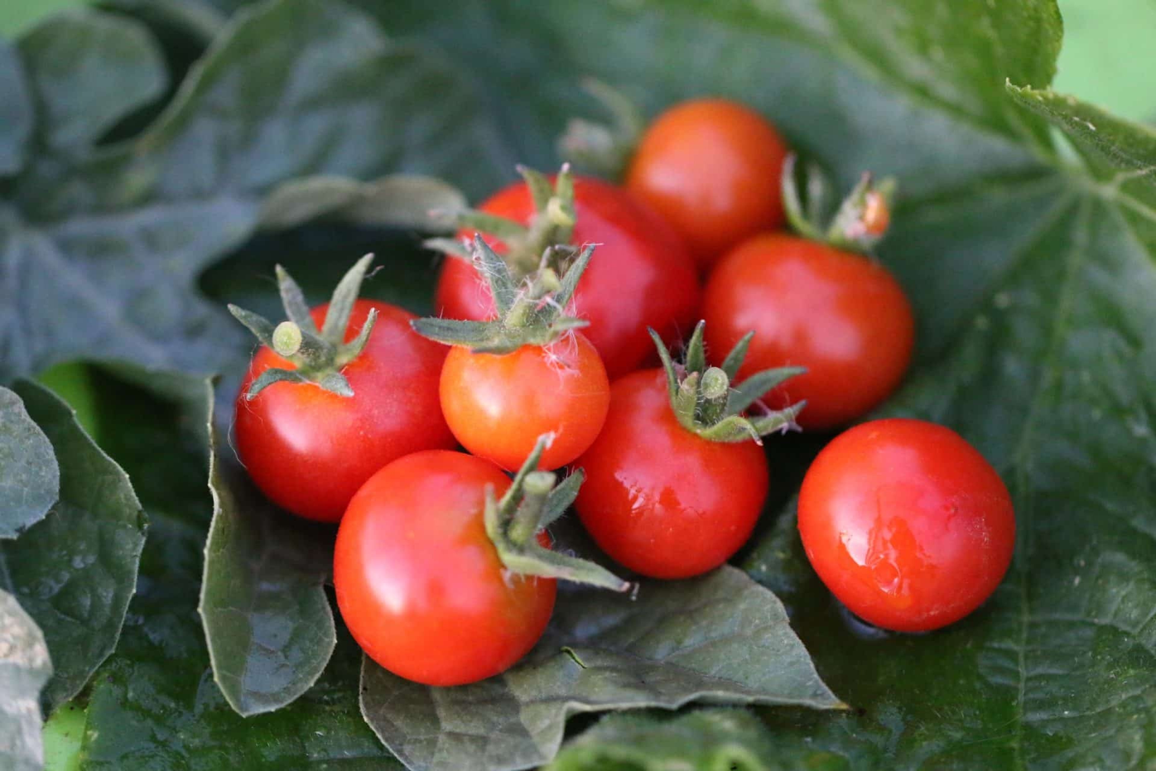 Christmas Grapes - Svenskodlade tomatfrön från Svenska Frön