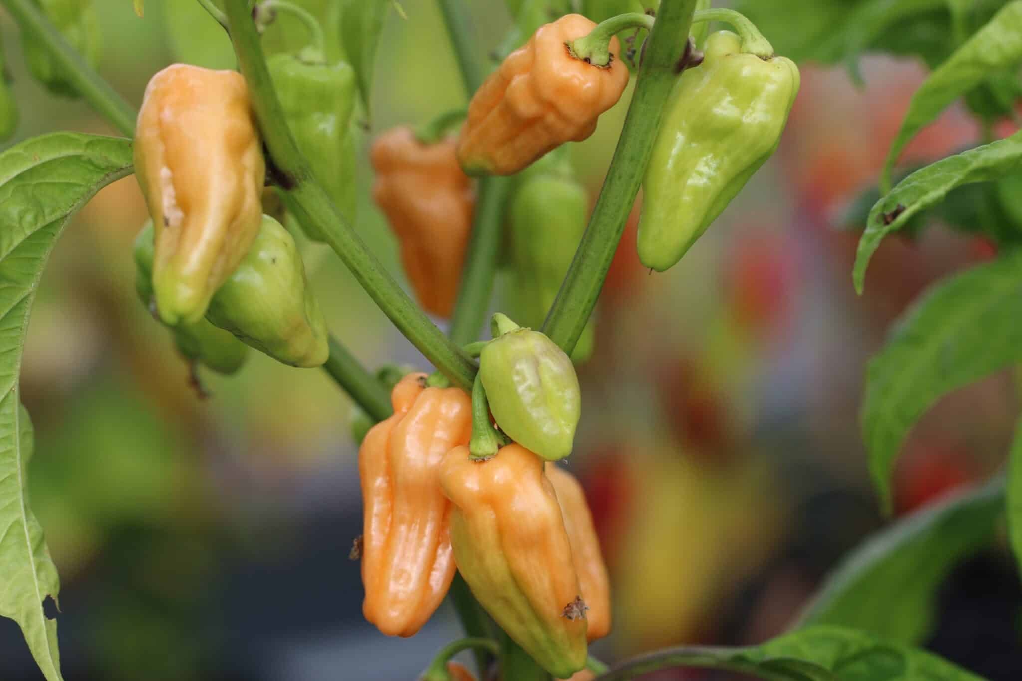 Köp Peach Lisa - Chilifrön online hos Svenska Frön Peach Lisa - Svenskodlade chilifrön från Svenska Frön