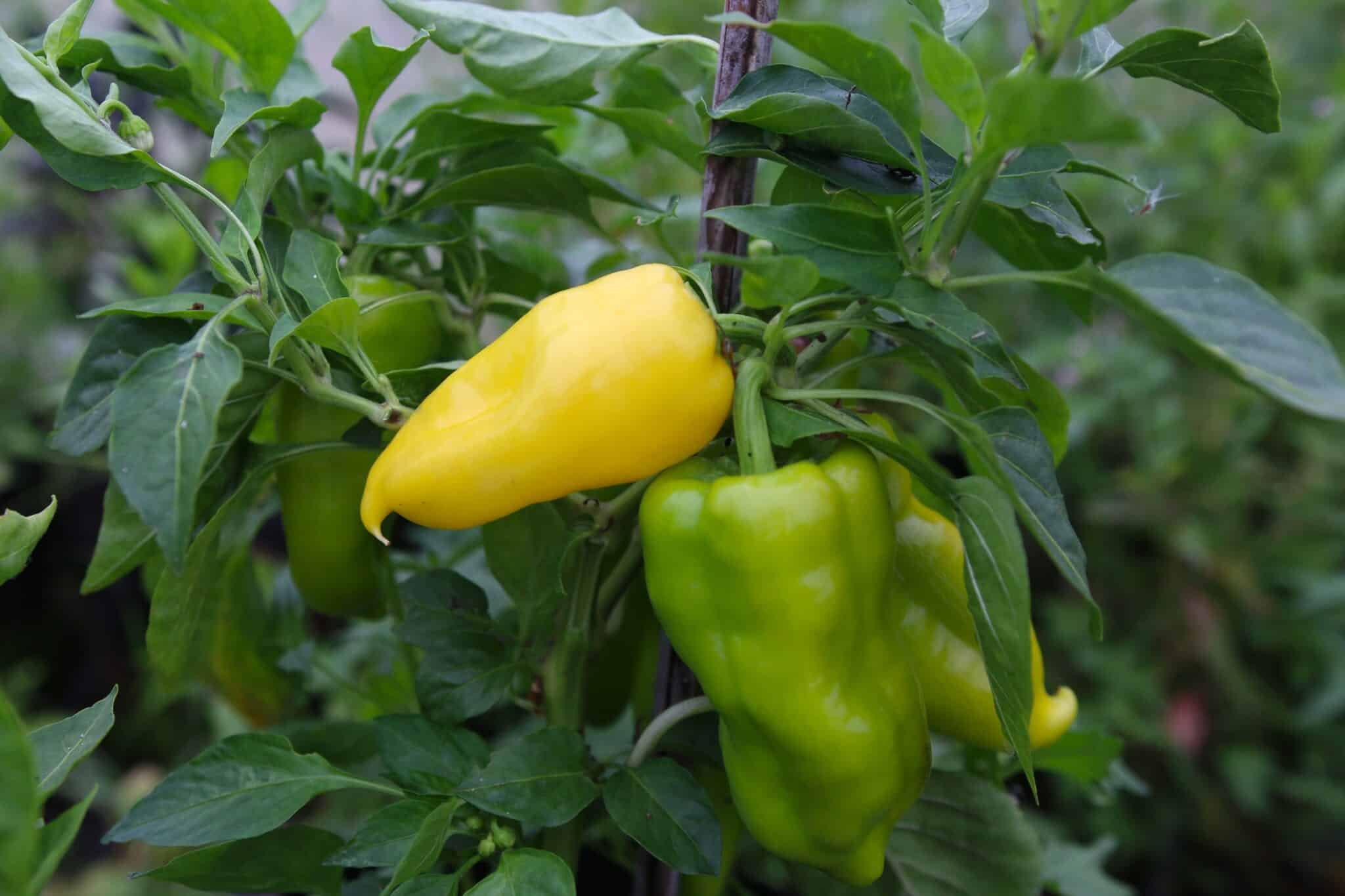Köp Jalapeno Lemon Giant - Chilifrön online hos Chilifrön.se Stora citrongula Jalapeno Lemon Giant-frukter på chiliplantan