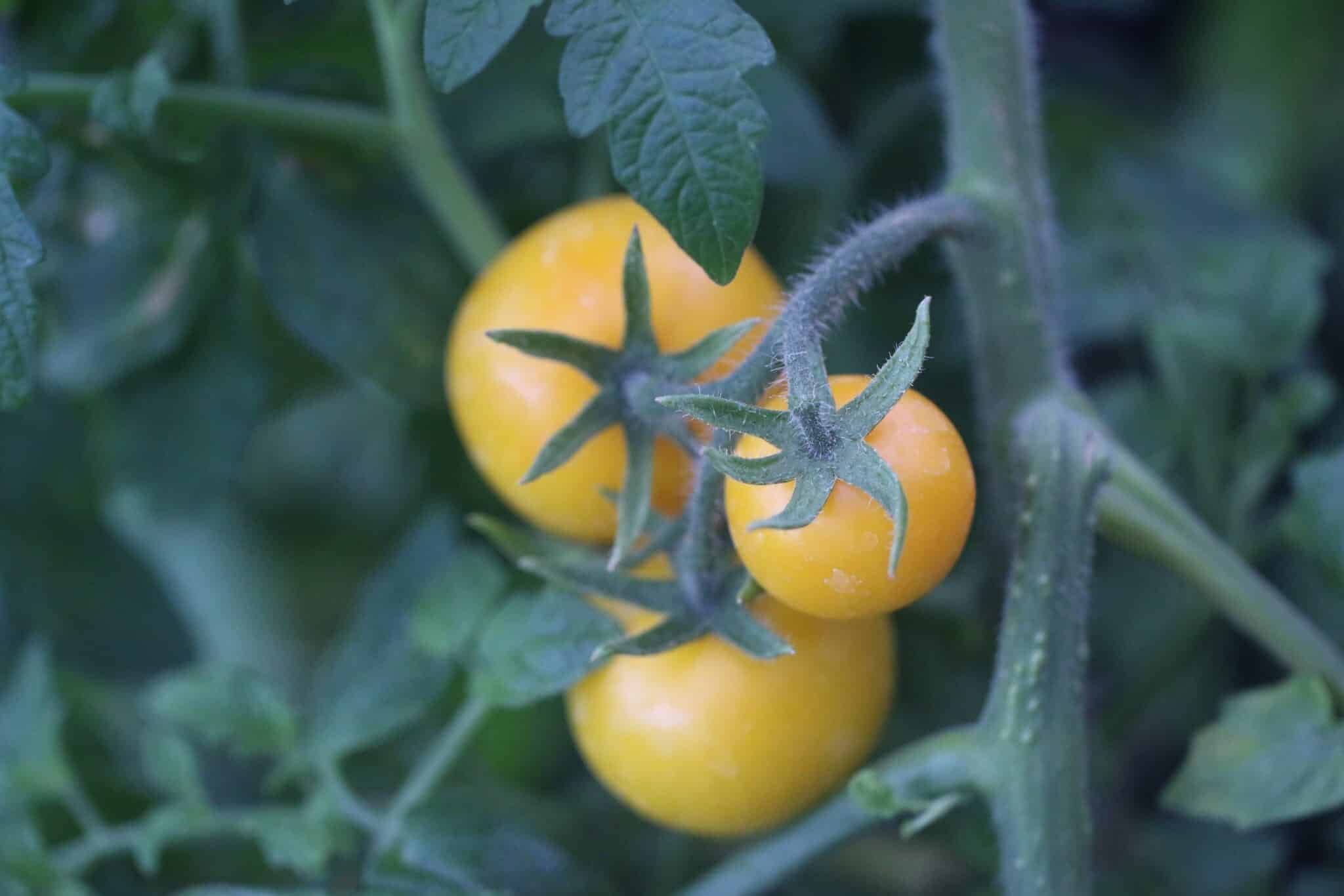 Köp Balkonzauber Yellow - Tomatfrön online hos Svenska Frön Balkonzauber Yellow - Svenskodlade tomatfrön från Svenska Frön