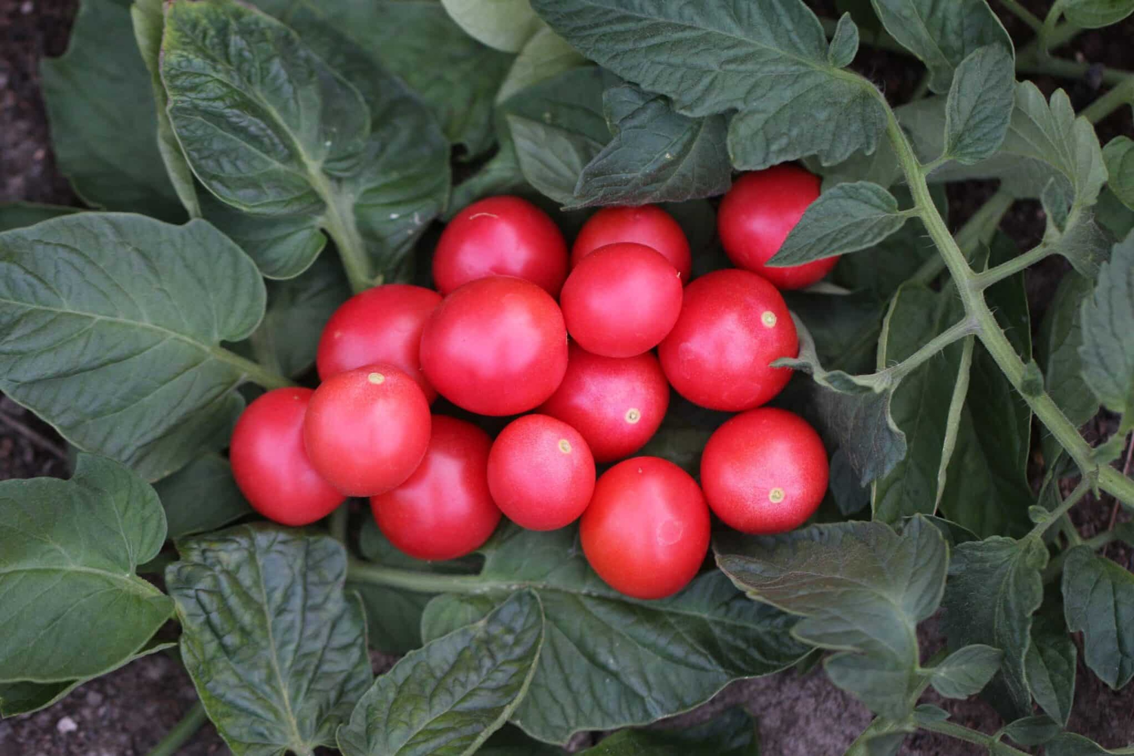 Pomodoro Da terrazzo - Svenskodlade tomatfrön från Svenska Frön