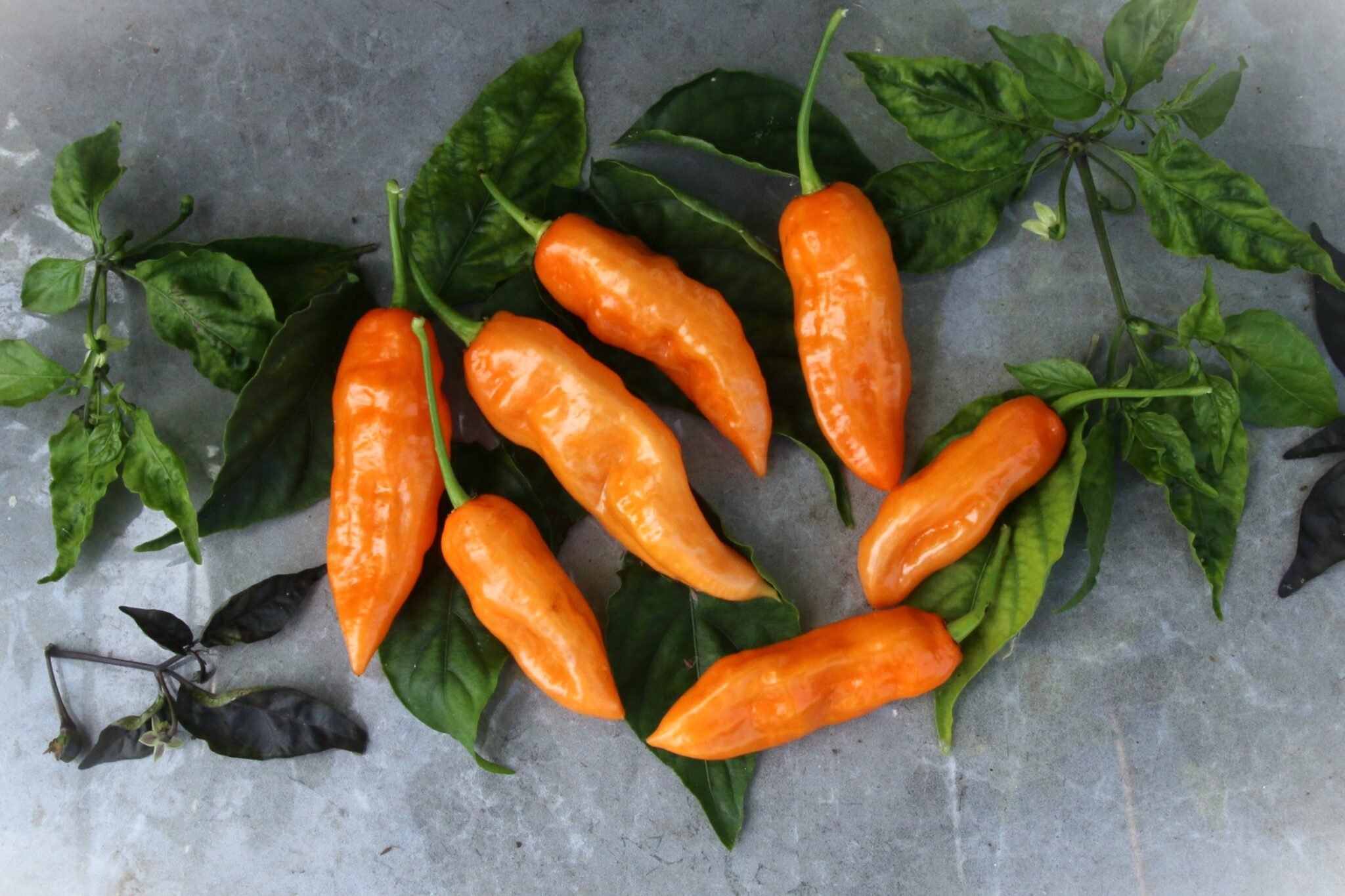 Köp Habanada - Chilifrön online hos Svenska Frön Habanada - Svenskodlade chilifrön från Svenska Frön