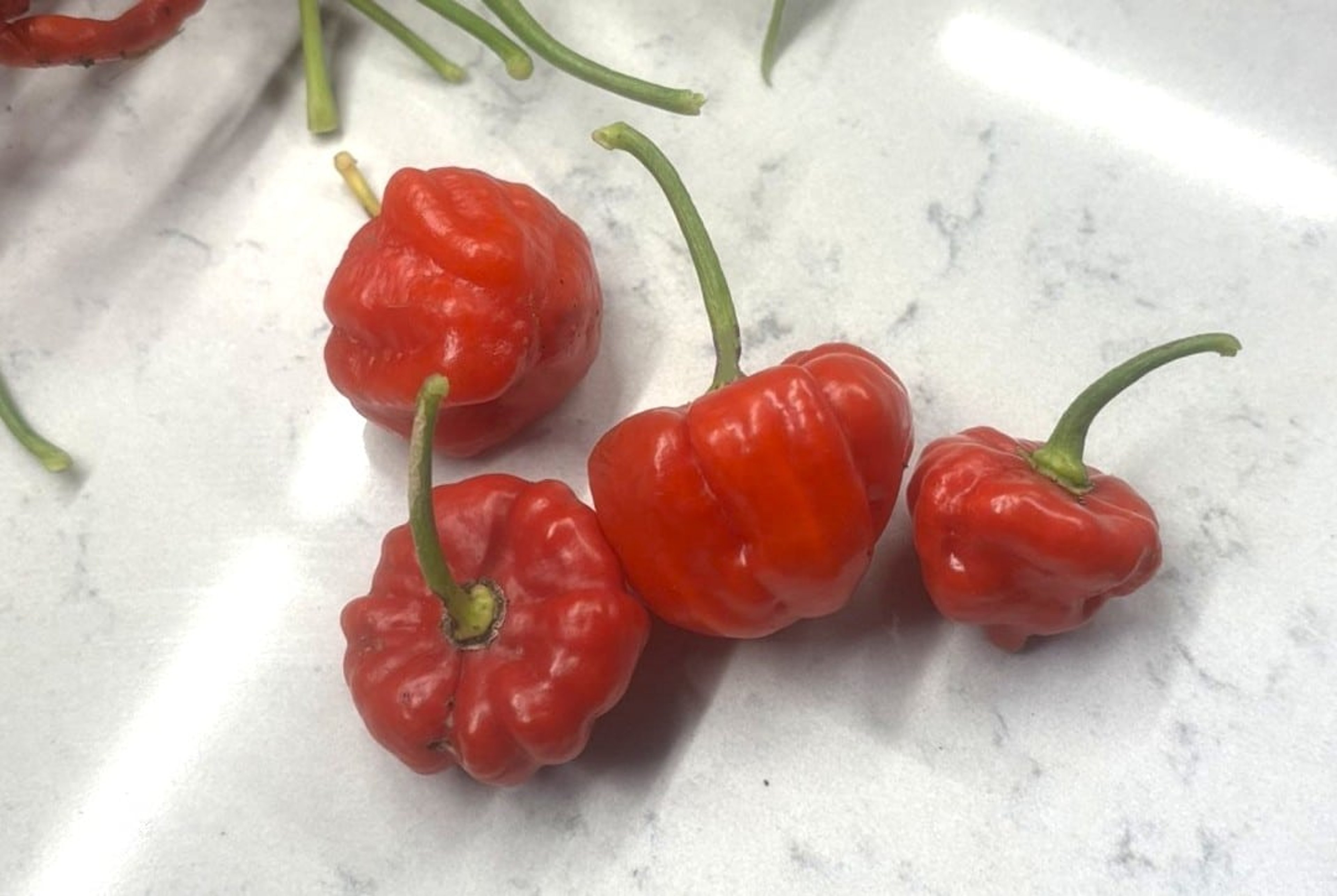 Aji Dulce Puerto Rico - Svenskodlade chilifrön från Svenska Frön