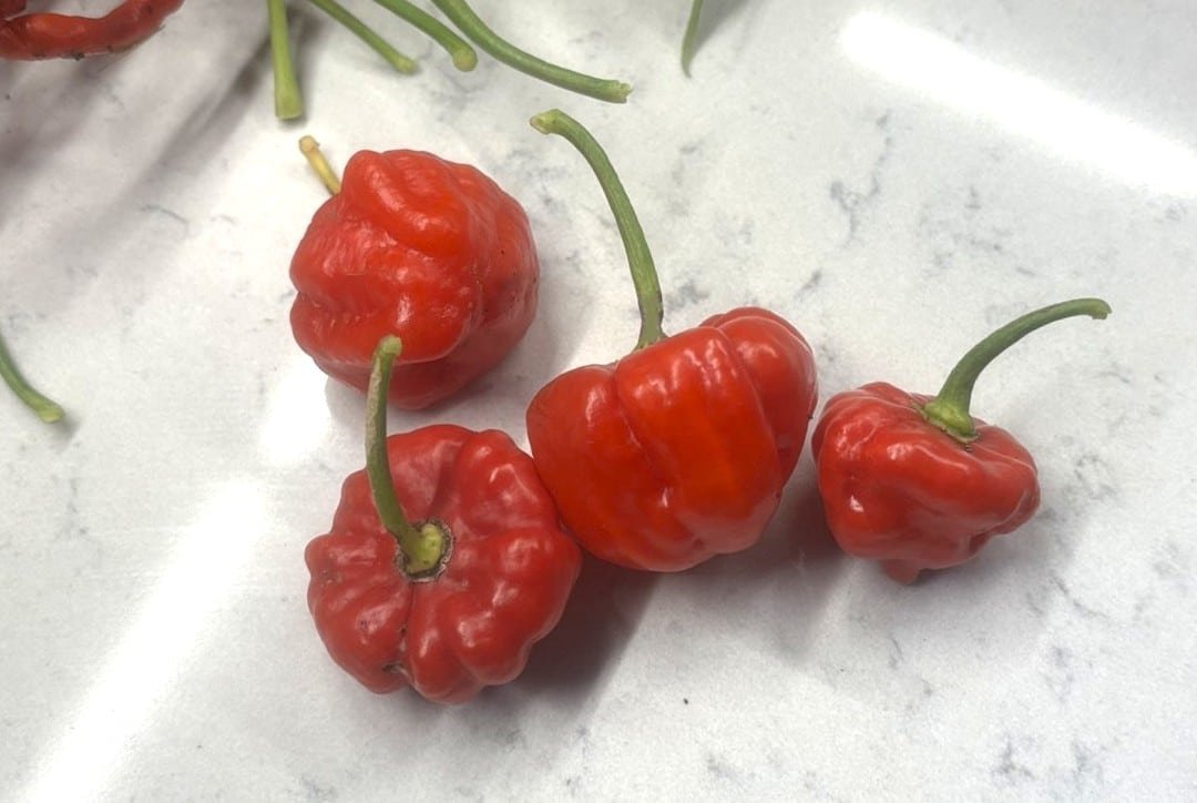 Köp Aji Dulce Puerto Rico - Chilifrön online hos Svenska Frön Aji Dulce Puerto Rico - Svenskodlade chilifrön från Svenska Frön