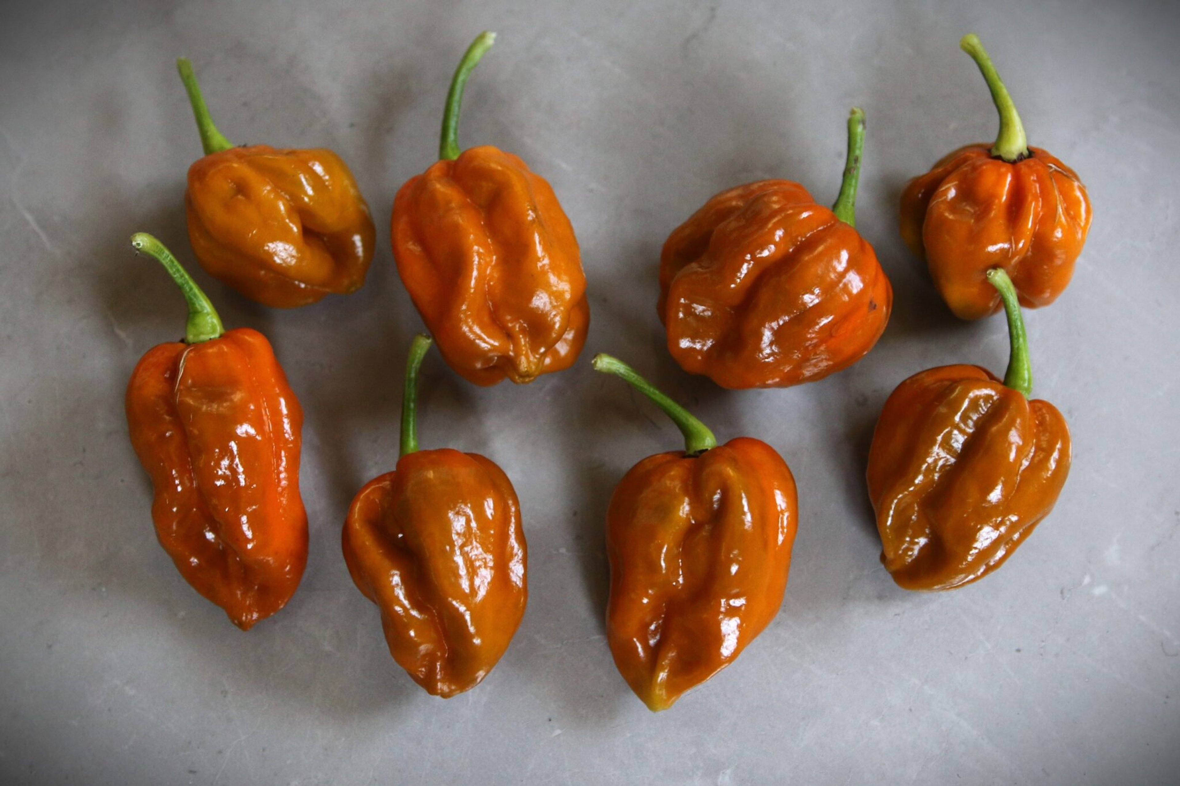 Elysium Oxide Mustard - Svenskodlade chilifrön från Svenska Frön