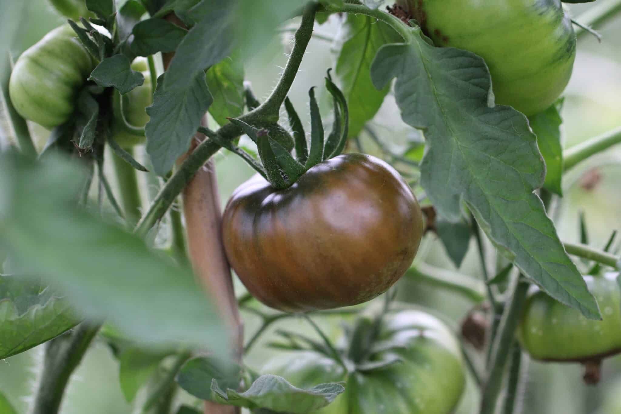 Köp Black from Tula - Tomatfrön online hos Svenska Frön Black from Tula - Svenskodlade tomatfrön från Svenska Frön