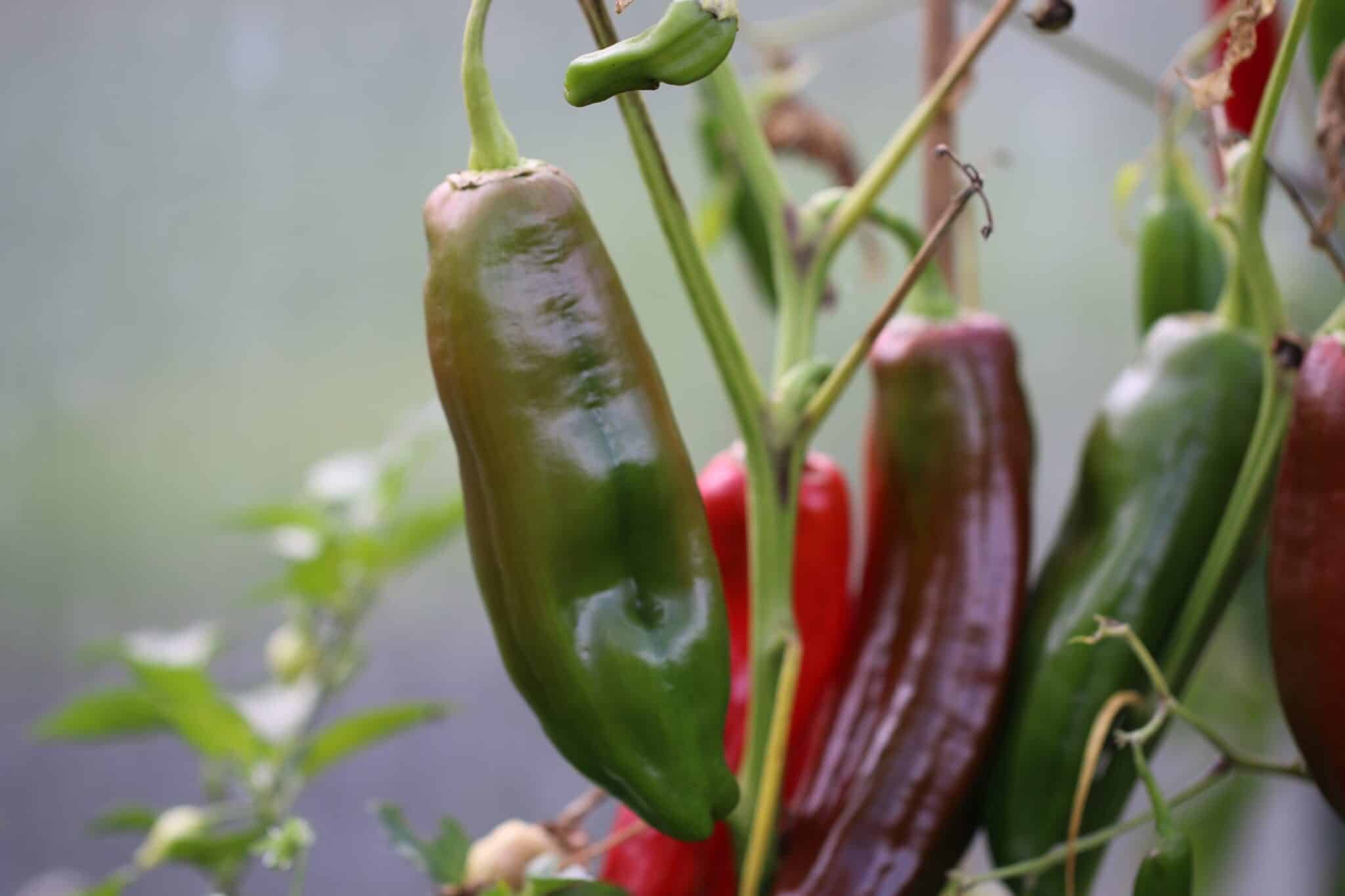 Köp Palermo Röd - Chilifrön online hos Svenska Frön Palermo Röd - Svenskodlade chilifrön från Svenska Frön