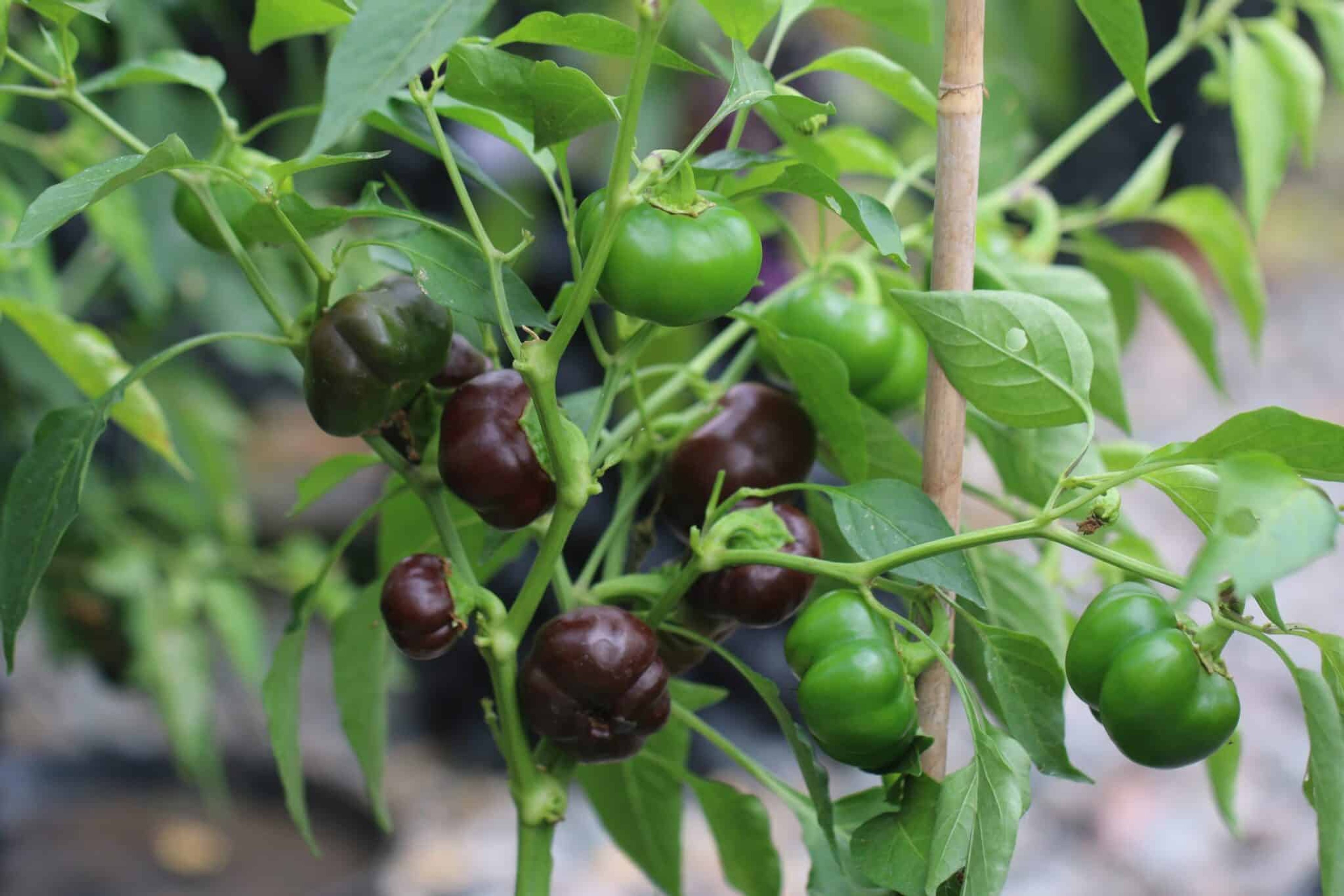 Mini Belle Chocolate - Svenskodlade chilifrön från Svenska Frön