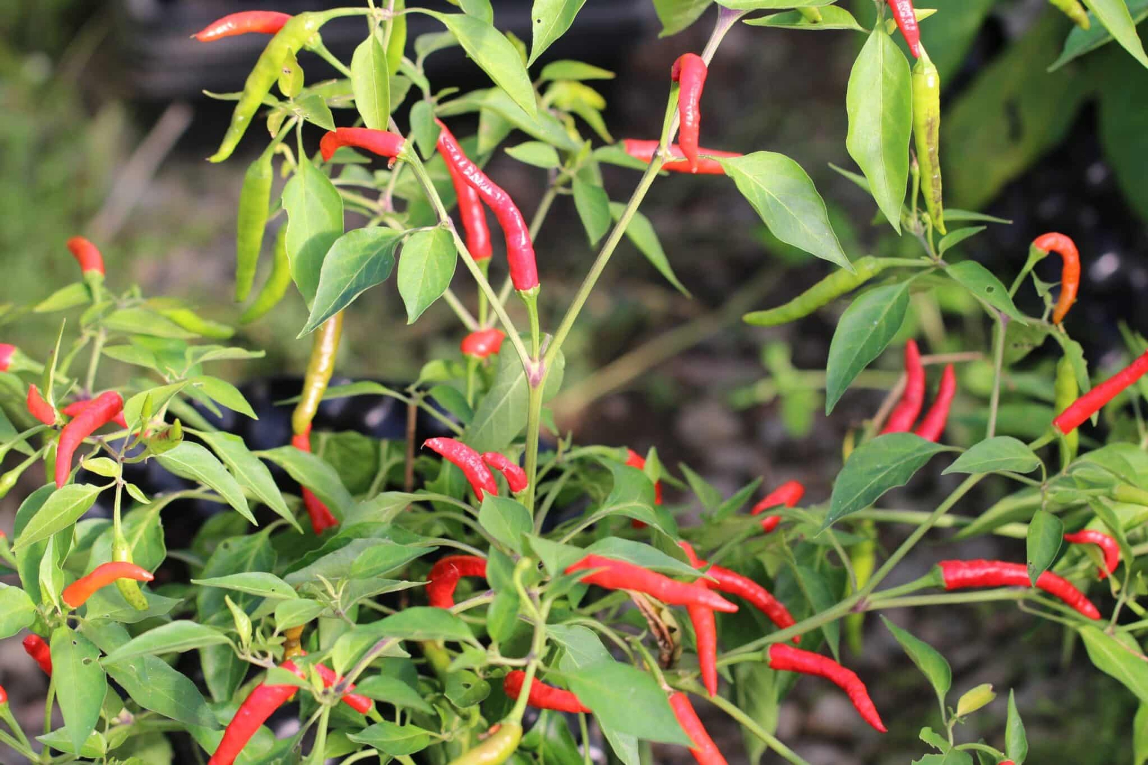 Piri Piri - Svenskodlade chilifrön från Svenska Frön