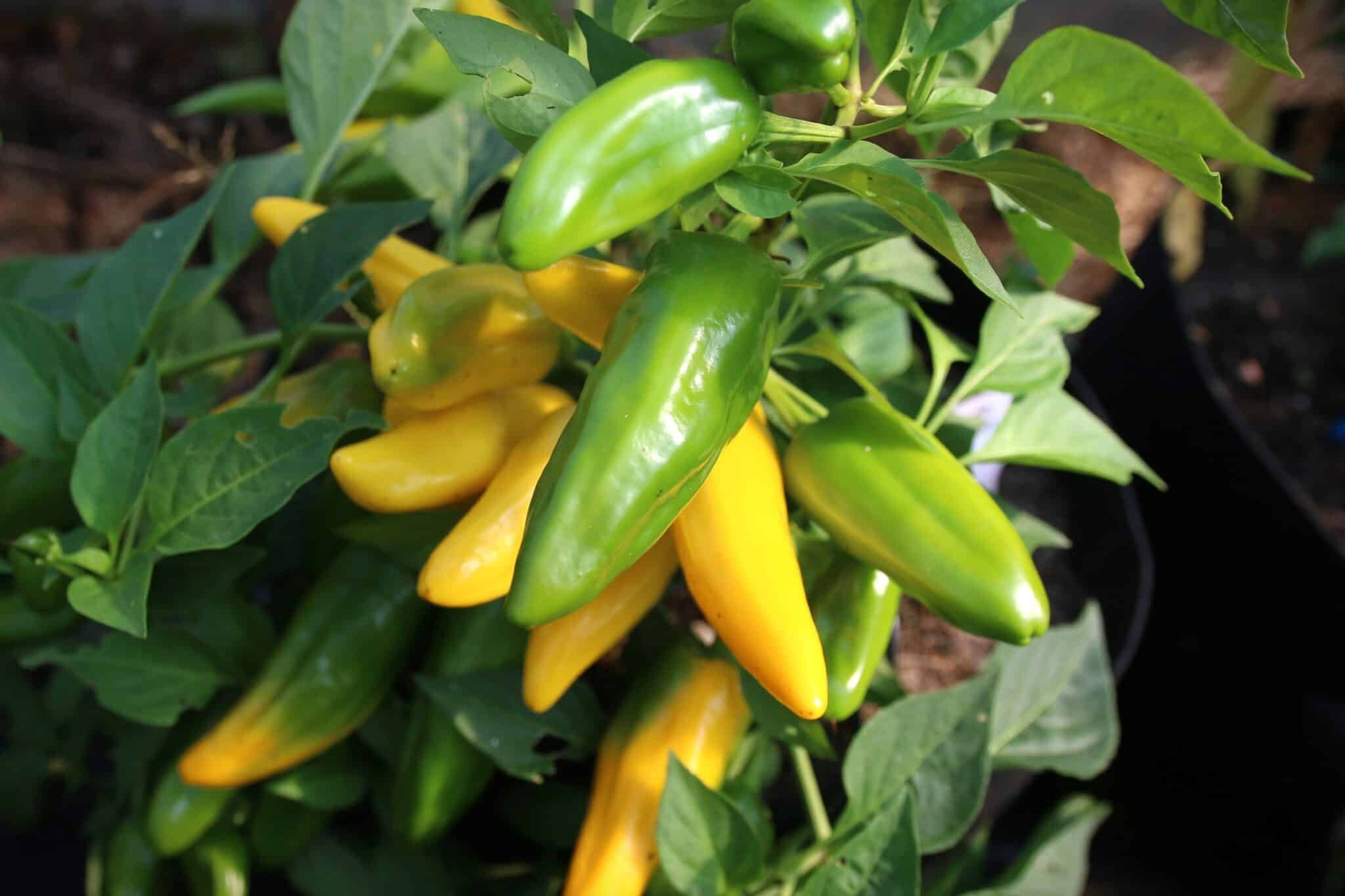 Köp Lemon Dream - Chilifrön online hos Svenska Frön Lemon Dream - Svenskodlade chilifrön frÄn Svenska Frön