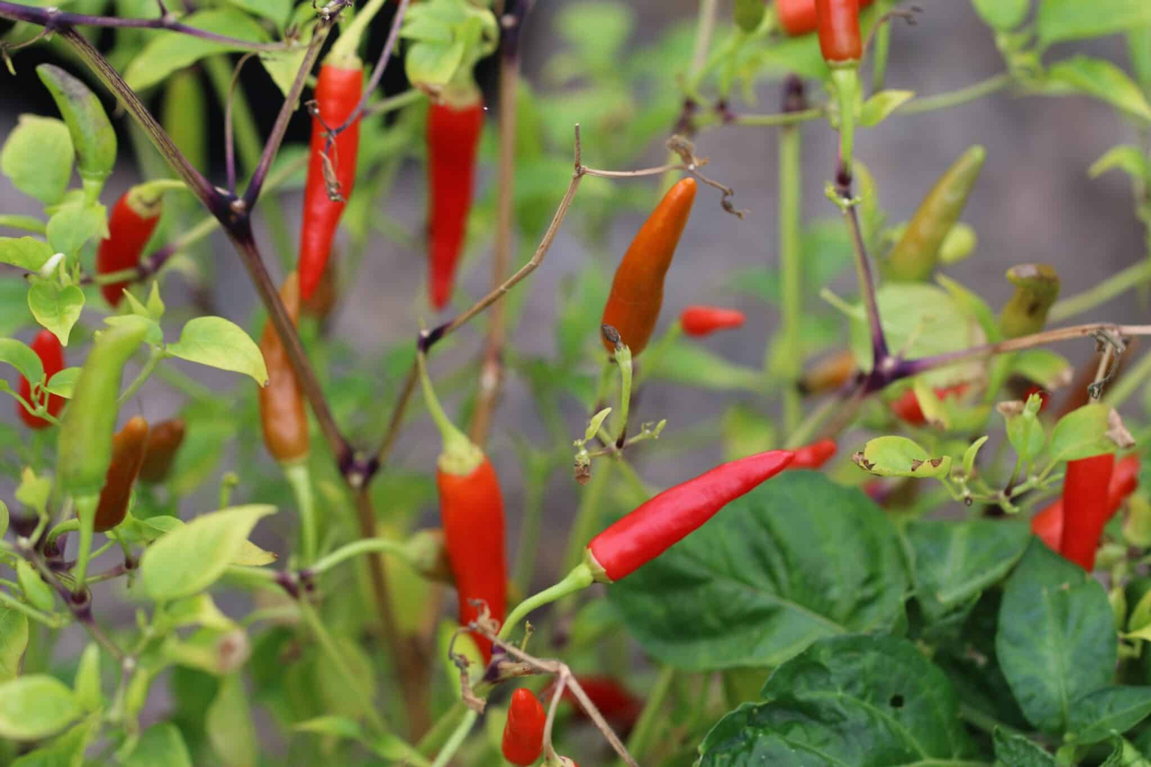 El Incendio - Svenskodlade chilifrön från Svenska Frön