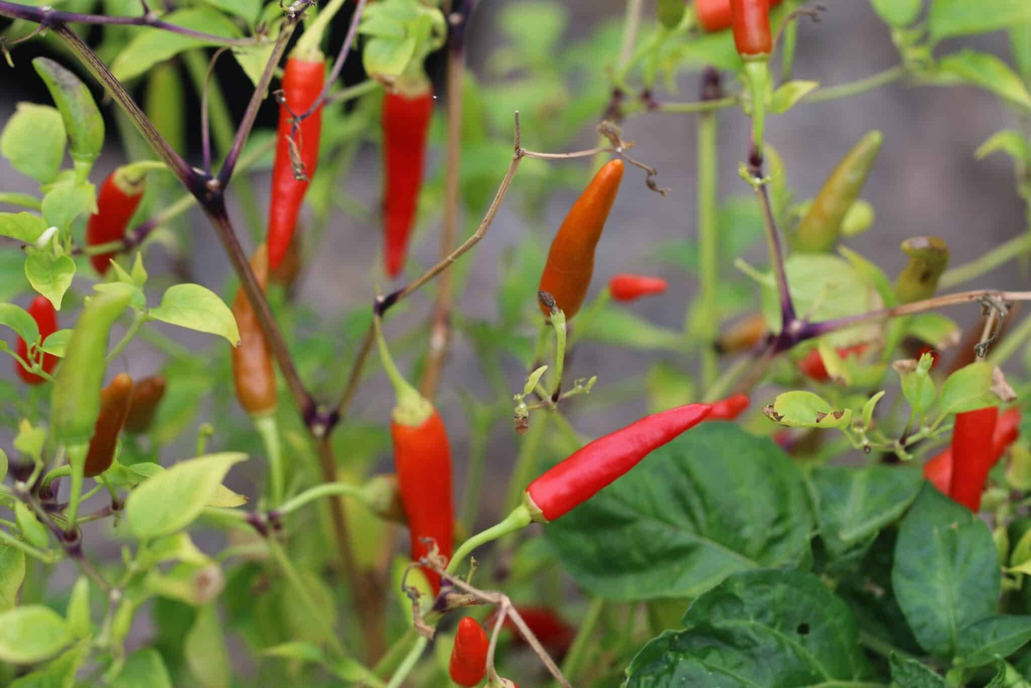 Köp El Incendio - Chilifrön online hos Svenska Frön El Incendio - Svenskodlade chilifrön från Svenska Frön