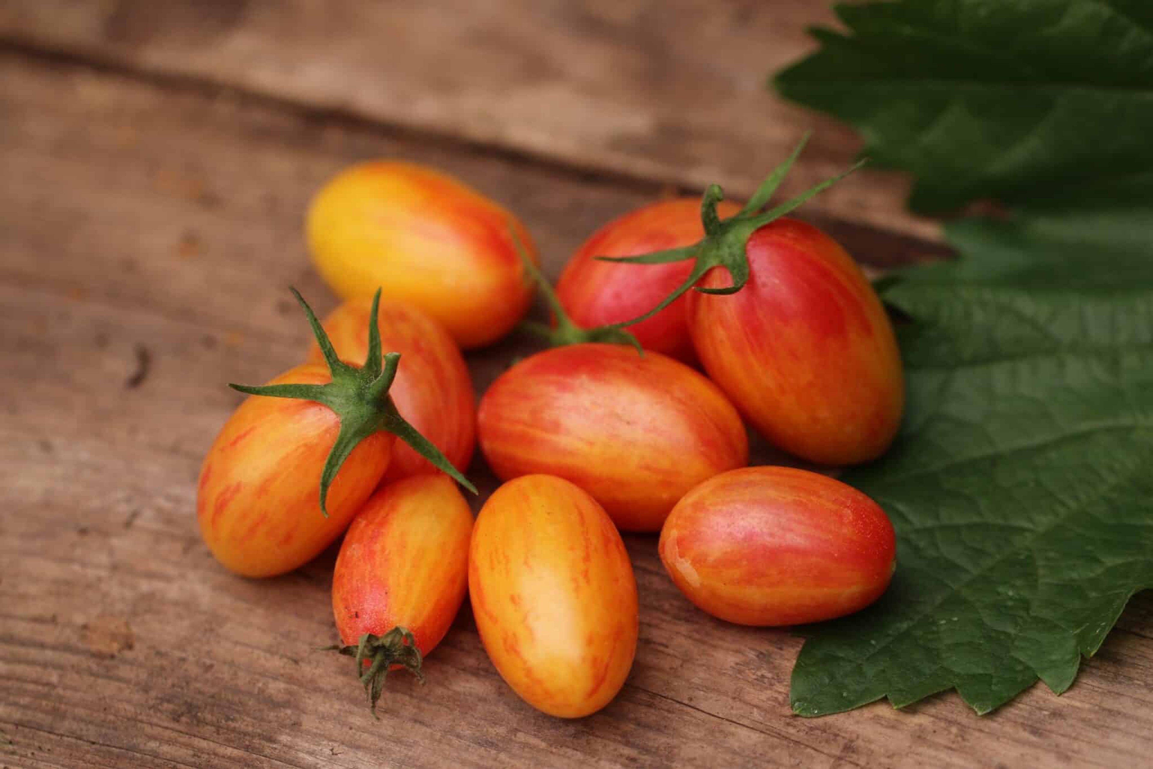 Artisan Blush Tiger - Svenskodlade tomatfrön från Svenska Frön