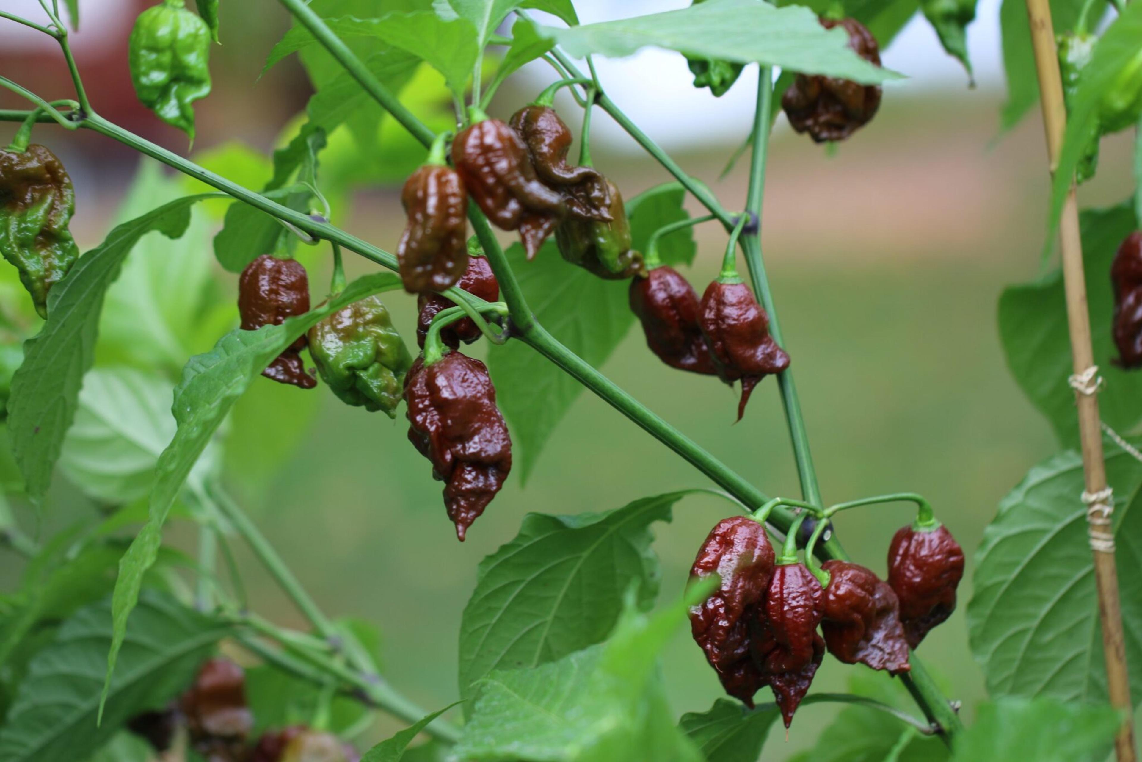 Carolina Reaper Chocolate miniatyrbild 2