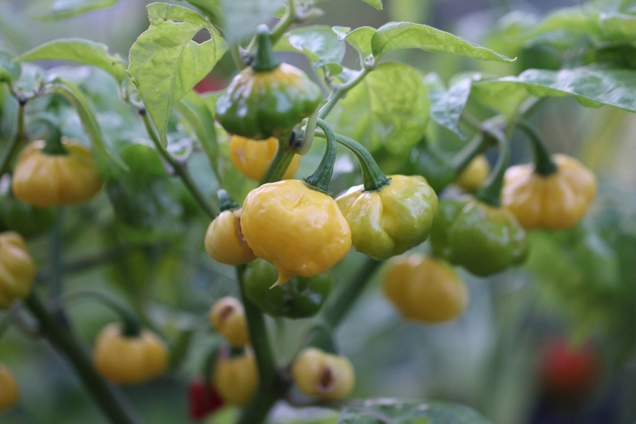 Köp Lemon Starrburst - Chilifrön online hos Svenska Frön Lemon Starrburst - Svenskodlade chilifrön från Svenska Frön