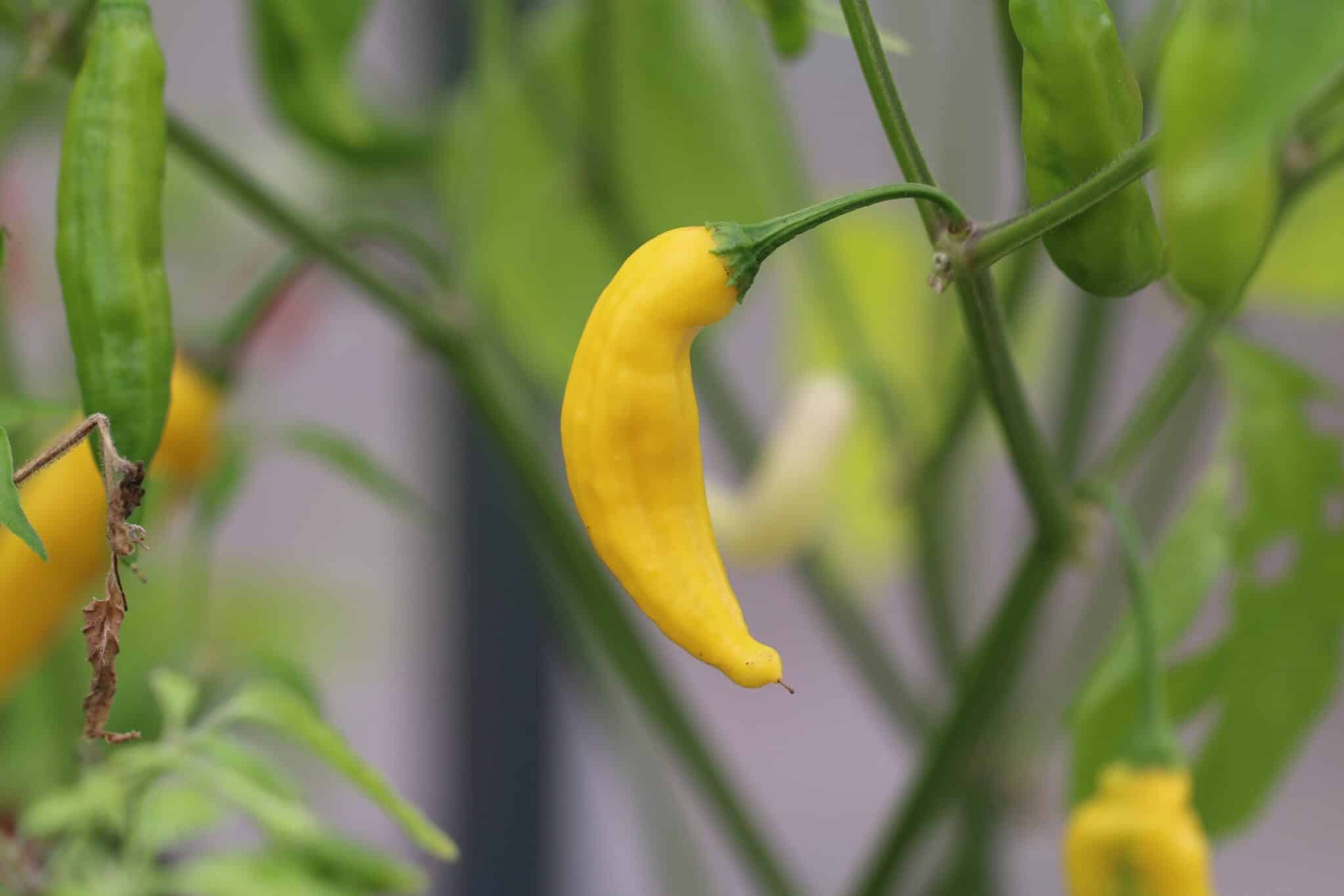 Hot Lemon - Svenskodlade chilifrön från Svenska Frön