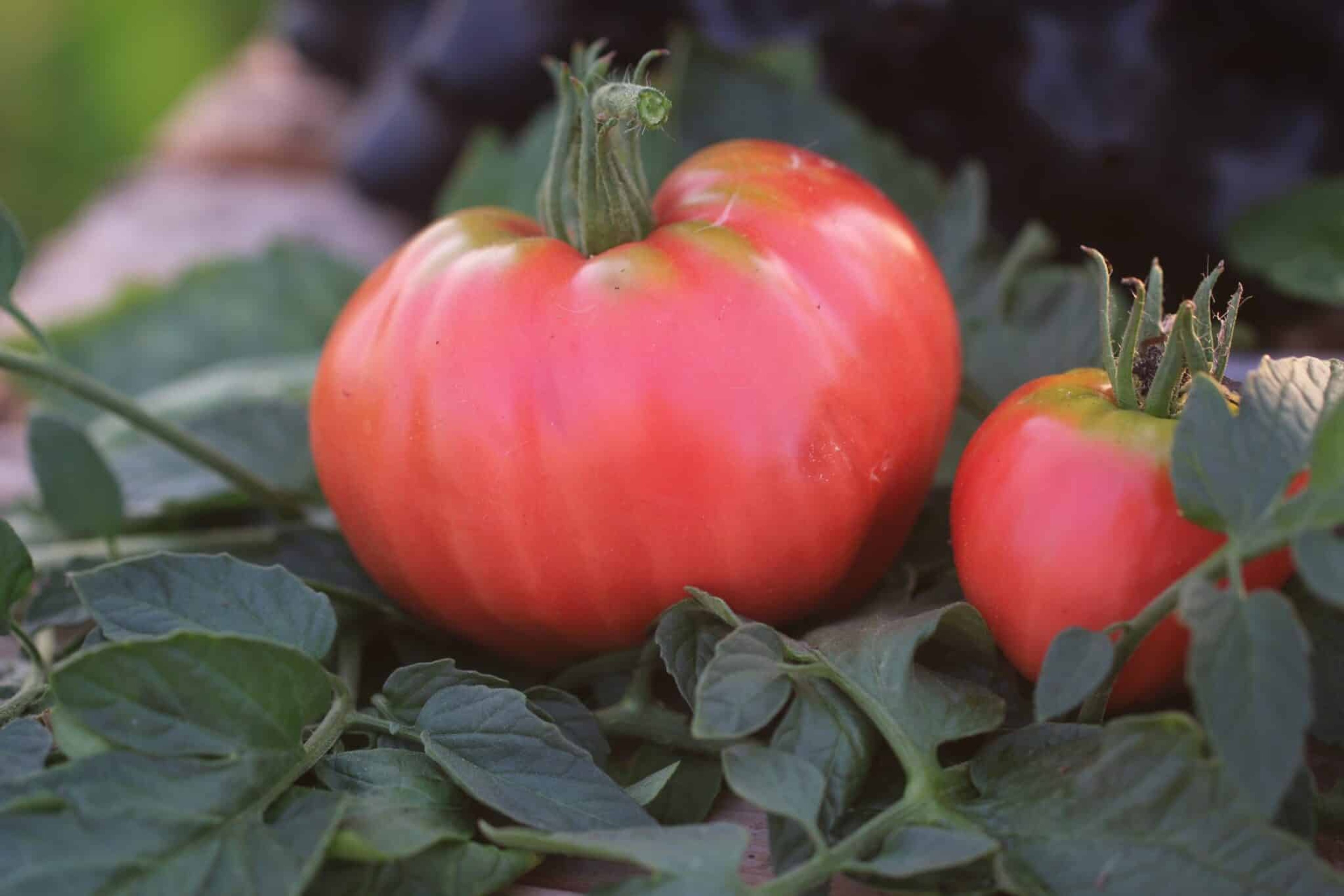 Oxheart Pink - Svenskodlade tomatfrön från Svenska Frön