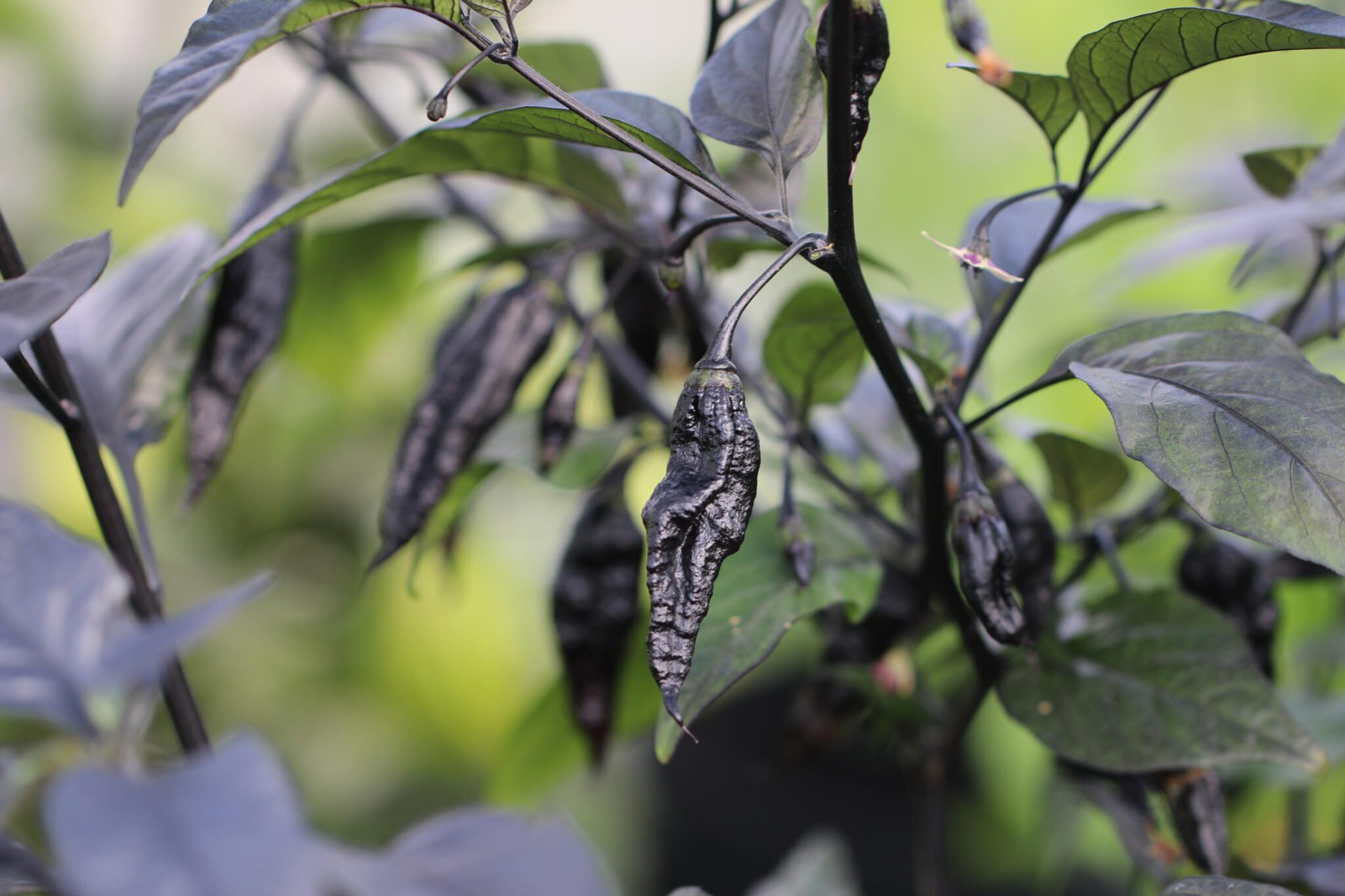 Naga Tiger D.D miniatyrbild 5