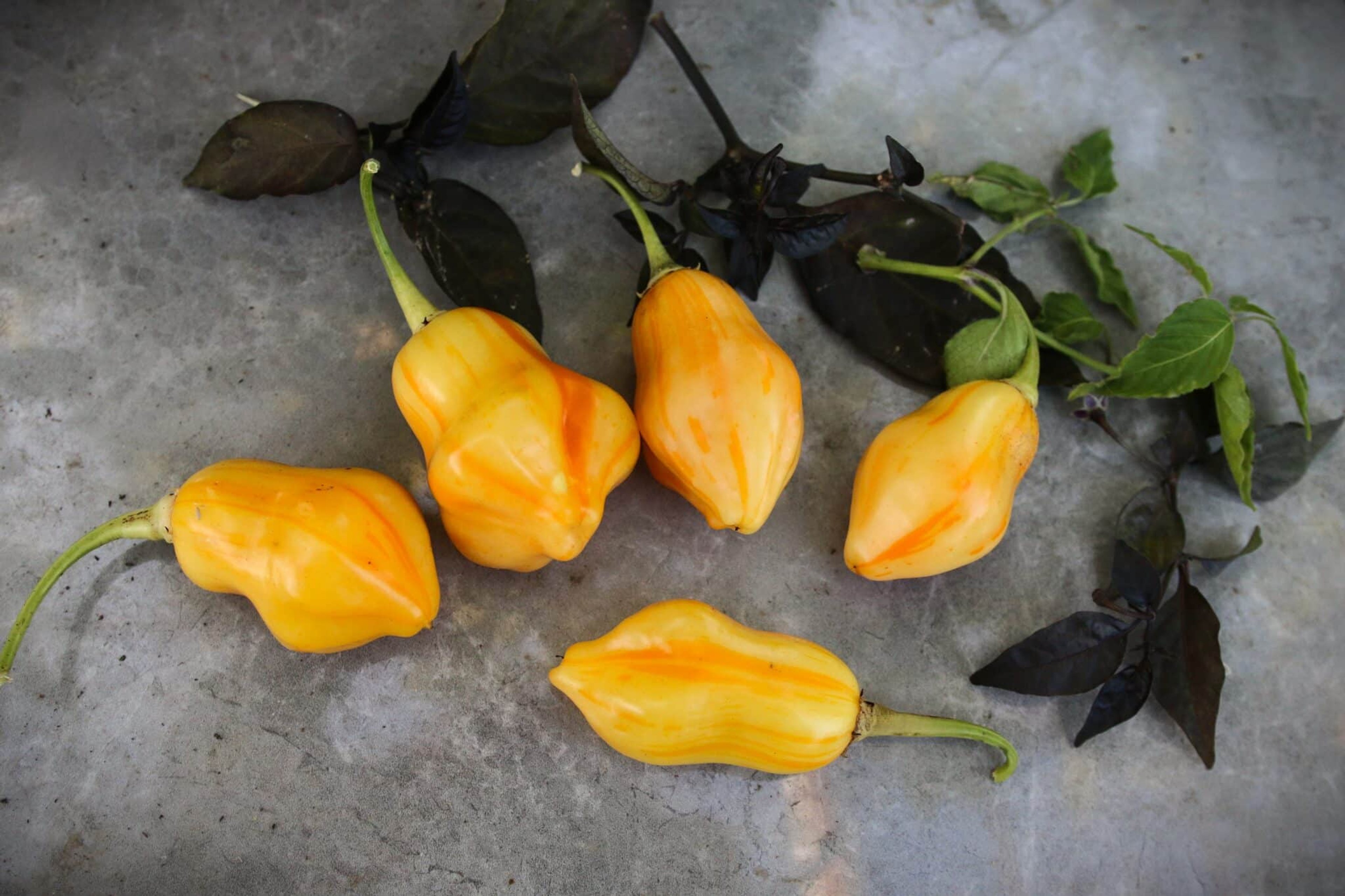 Aji Fantasy Stripey - Svenskodlade chilifrön från Svenska Frön