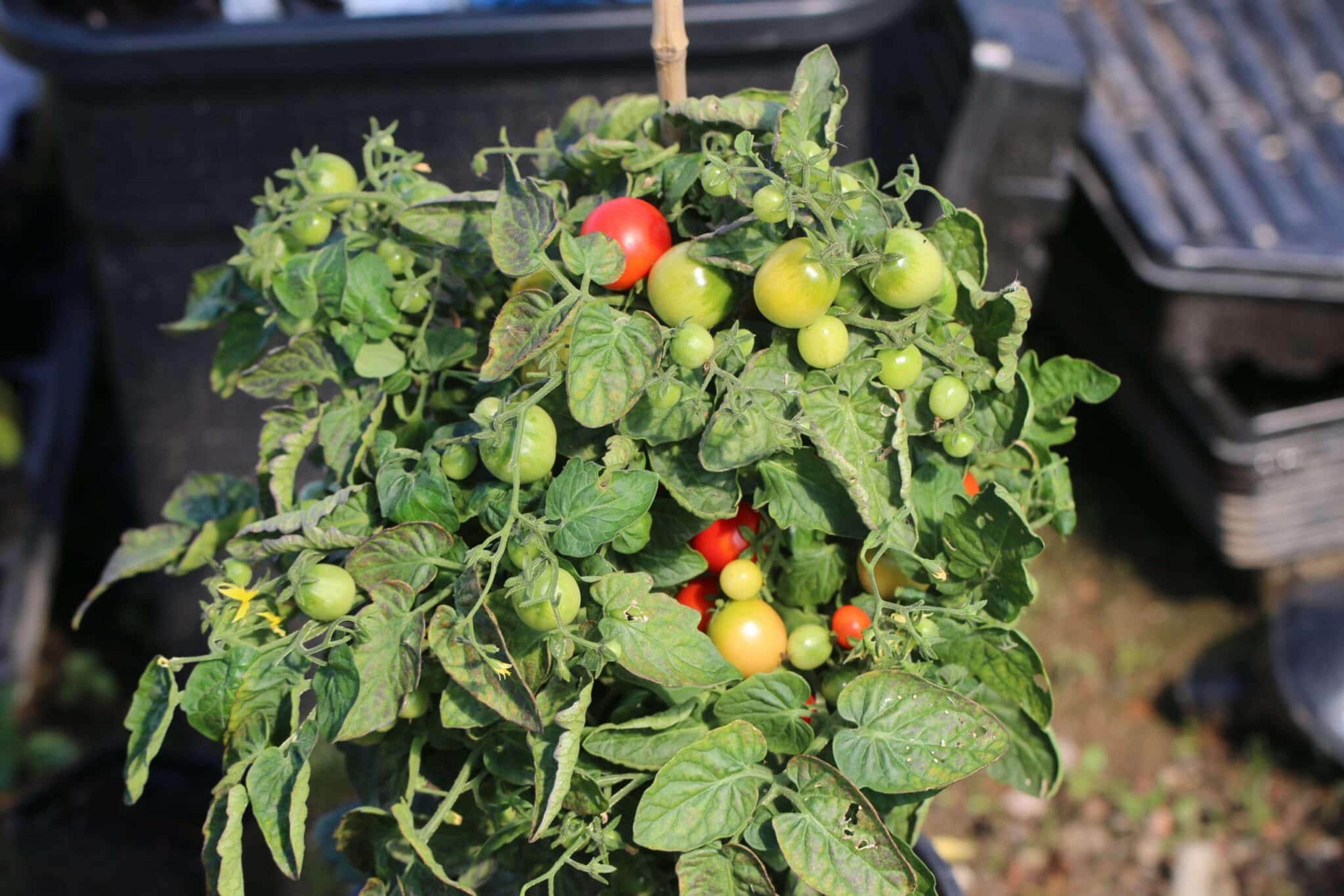 Tiny Tim miniatyrbild 2