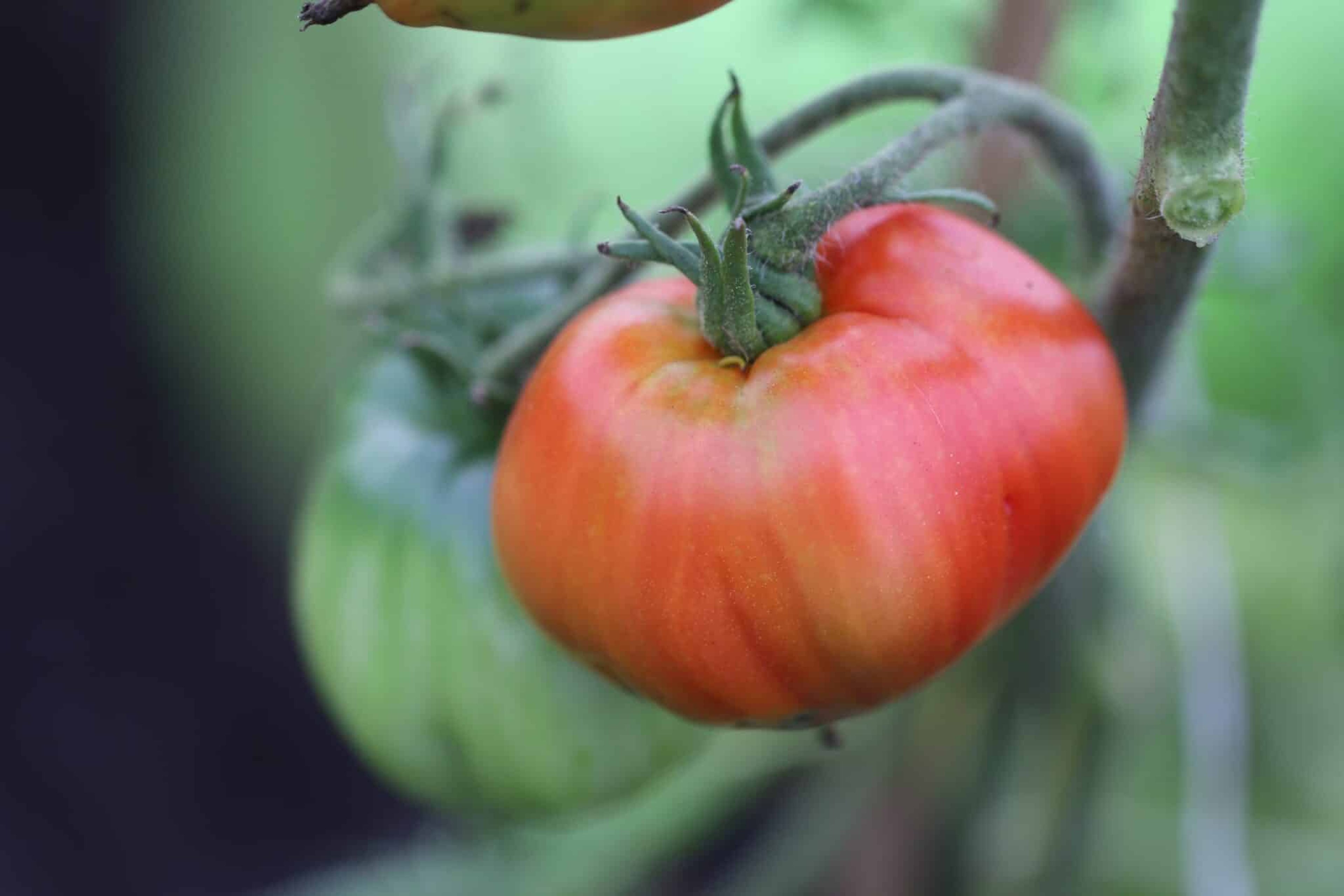 Cuor di bue - Svenskodlade tomatfrön från Svenska Frön