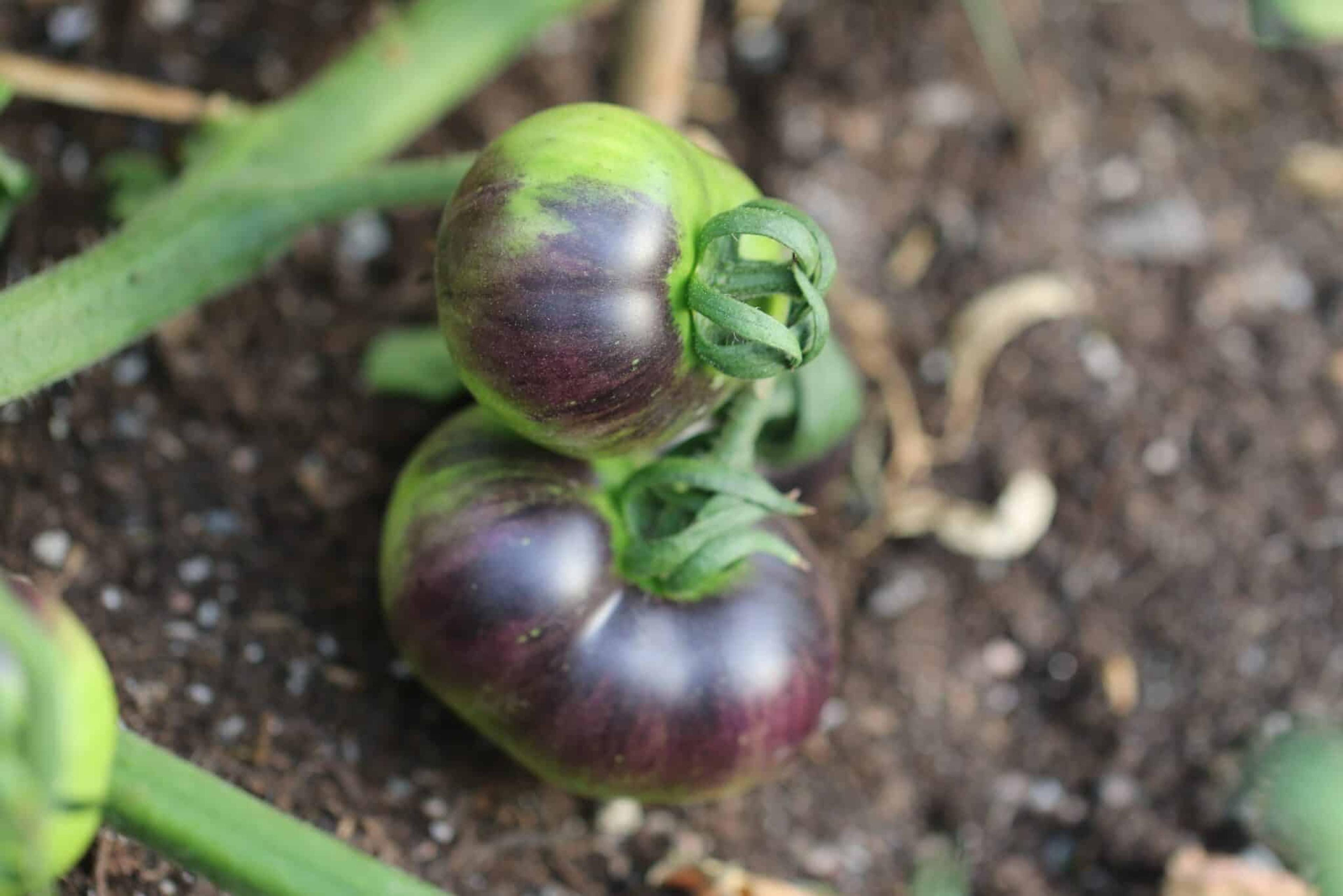 Indigo Apple miniatyrbild 2