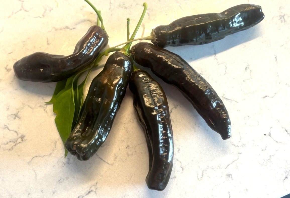 Köp Aji Panca - Chilifrön online hos Svenska Frön Aji Panca - Svenskodlade chilifrön från Svenska Frön