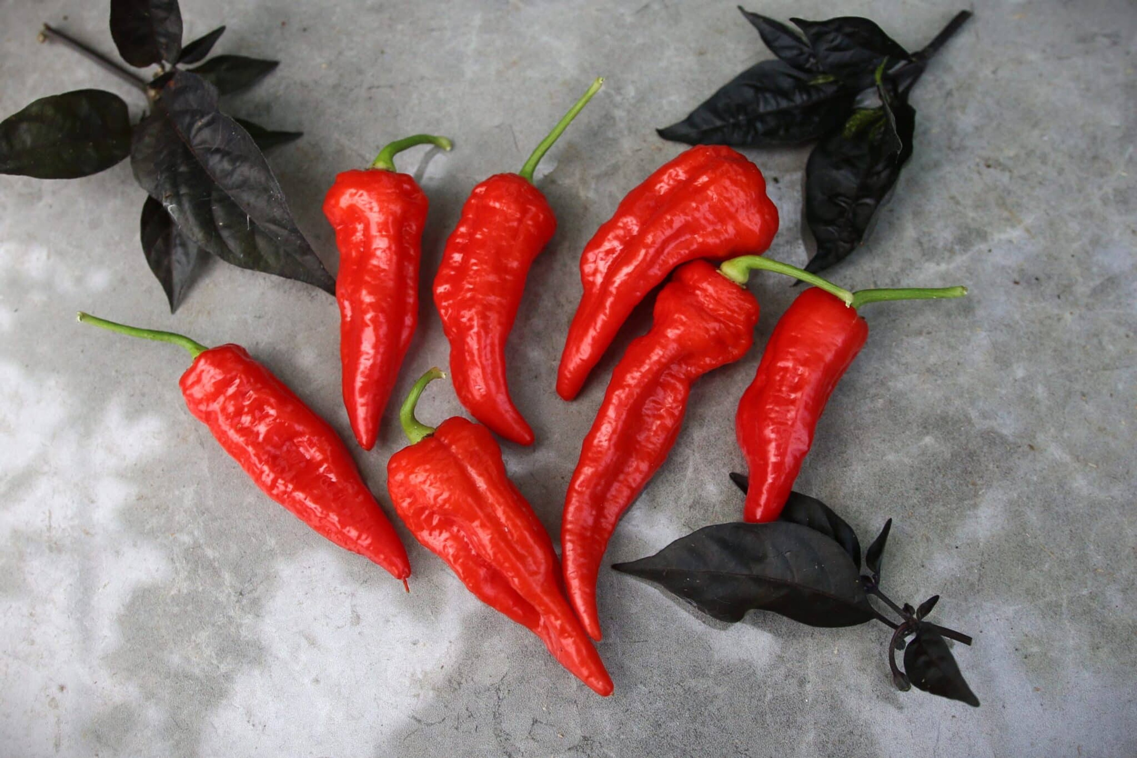 Arrowhead - Svenskodlade chilifrön från Svenska Frön