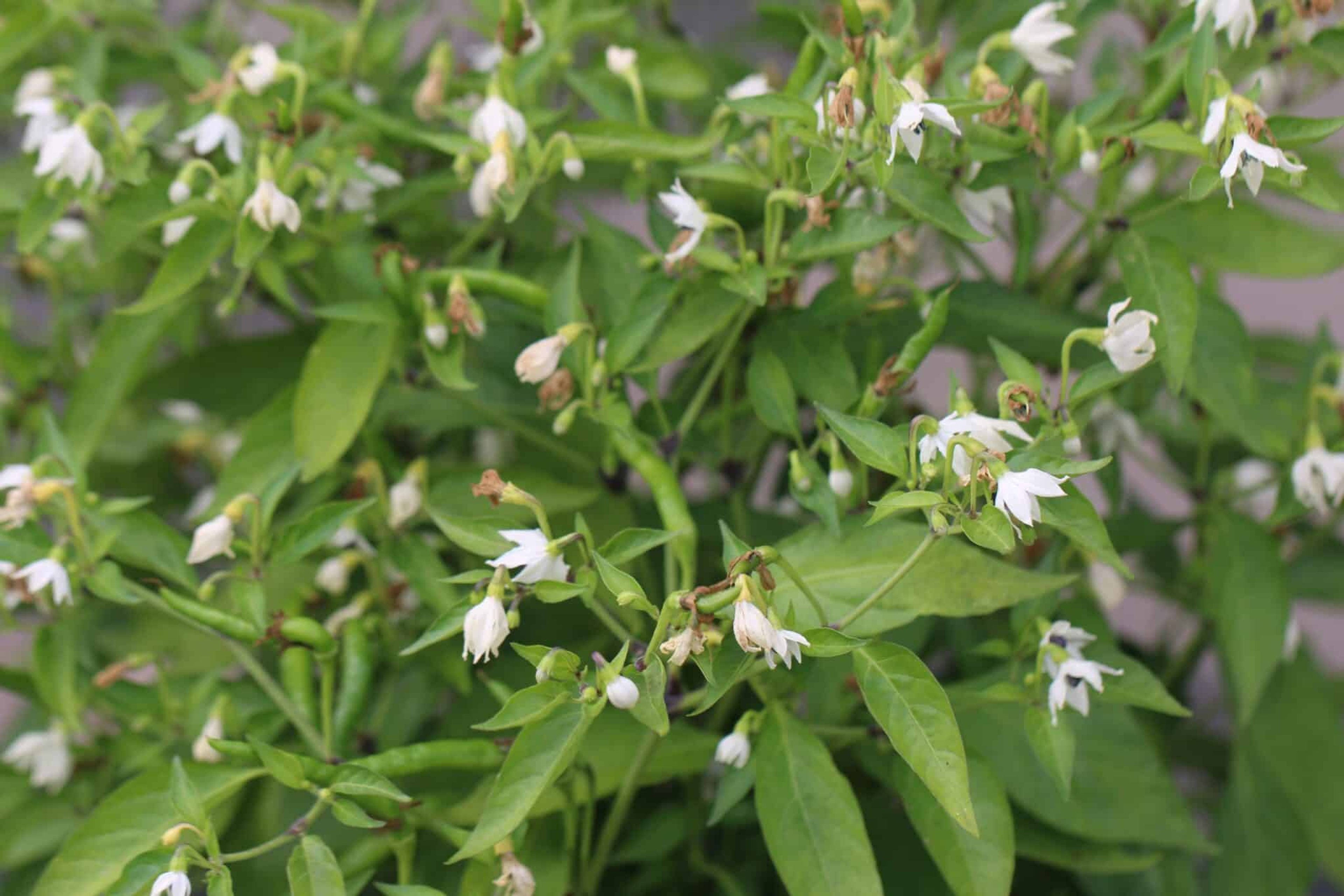 Thai Orange Small - Svenskodlade chilifrön från Svenska Frön