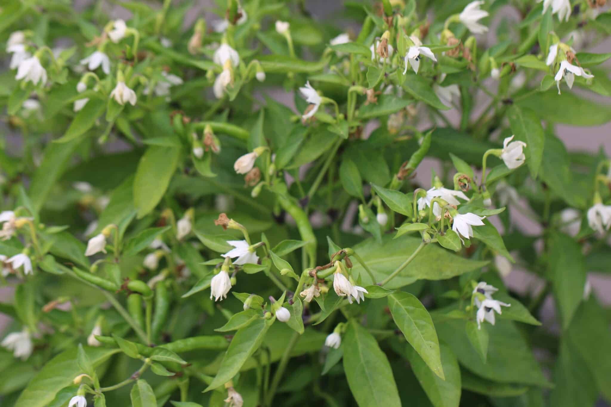 Köp Thai Orange Small - Chilifrön online hos Svenska Frön Thai Orange Small - Svenskodlade chilifrön från Svenska Frön