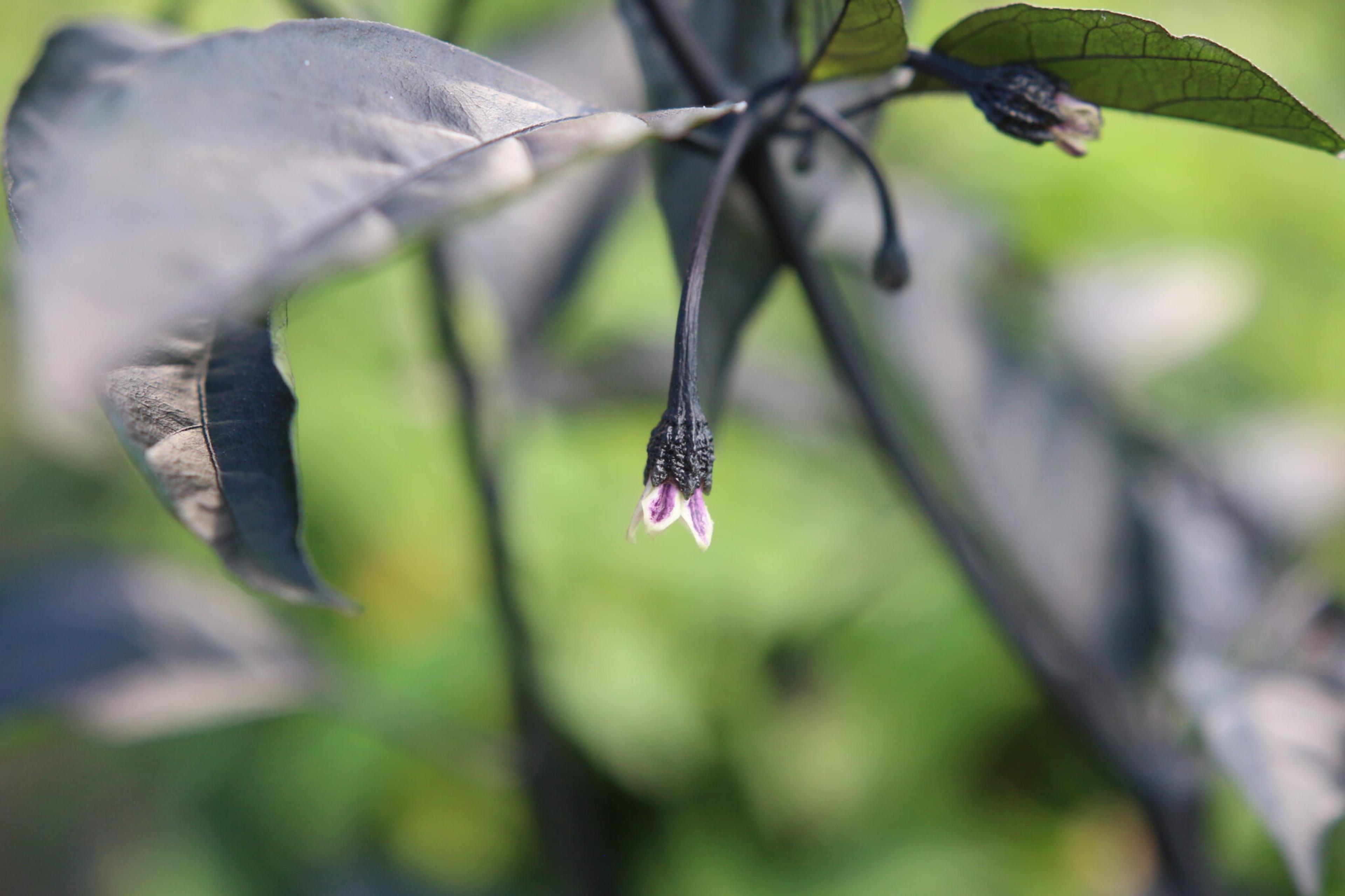 BBG7 MAMP Purple miniatyrbild 2