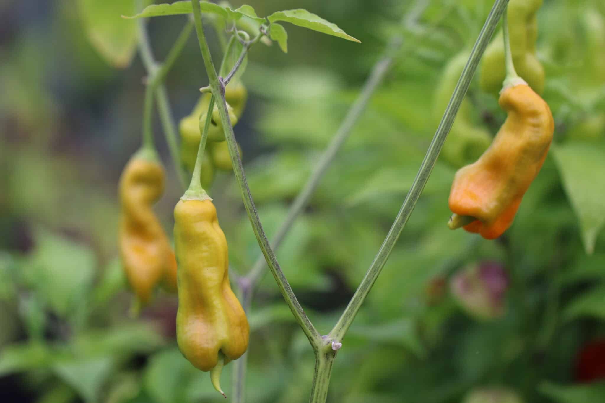 Köp Erotica - Chilifrön online hos Svenska Frön Erotica - Svenskodlade chilifrön från Svenska Frön