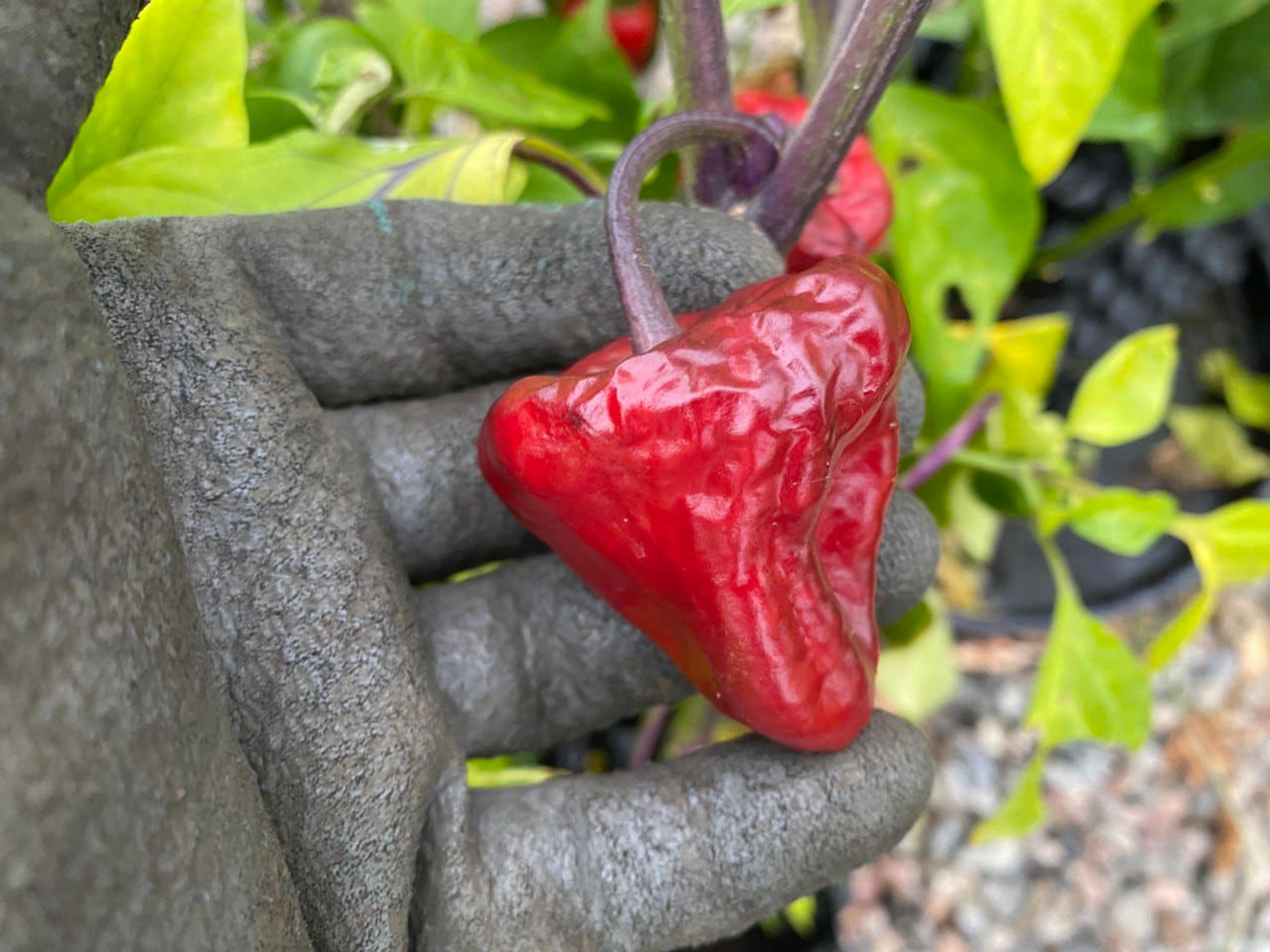 Purple UFO miniatyrbild 3