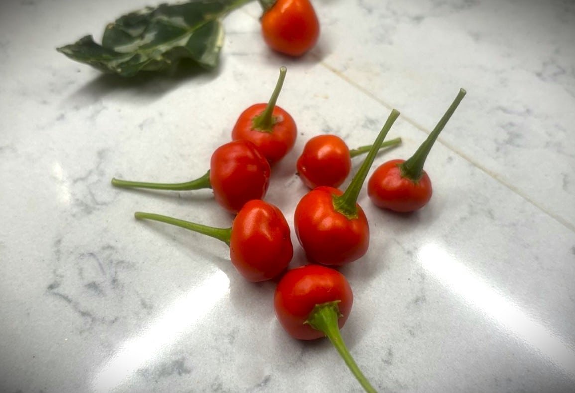 Köp Aji Tapachula - Chilifrön online hos Svenska Frön Aji Tapachula - Svenskodlade chilifrön från Svenska Frön