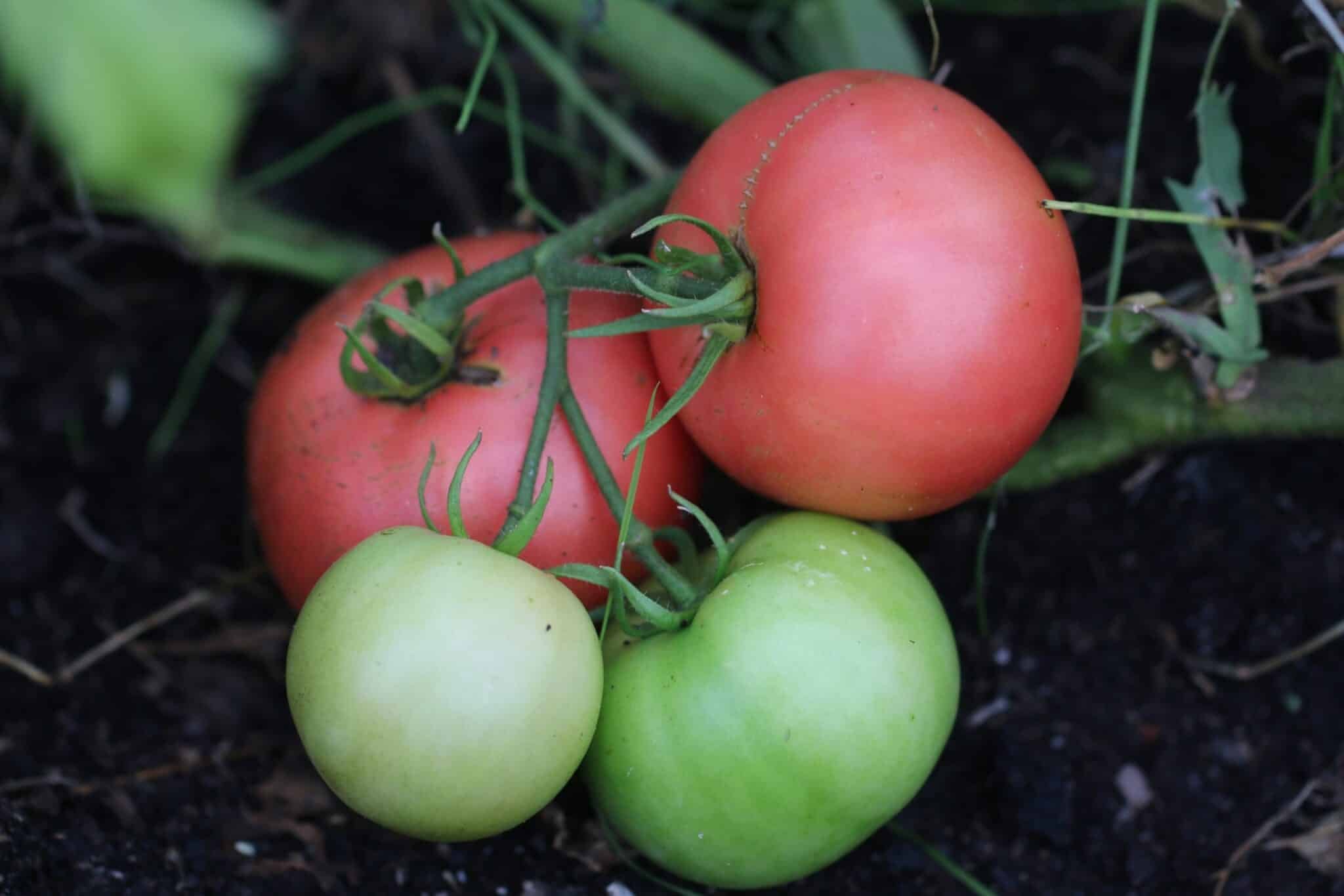 Köp Adonis - Tomatfrön online hos Svenska Frön Adonis - Svenskodlade tomatfrön från Svenska Frön
