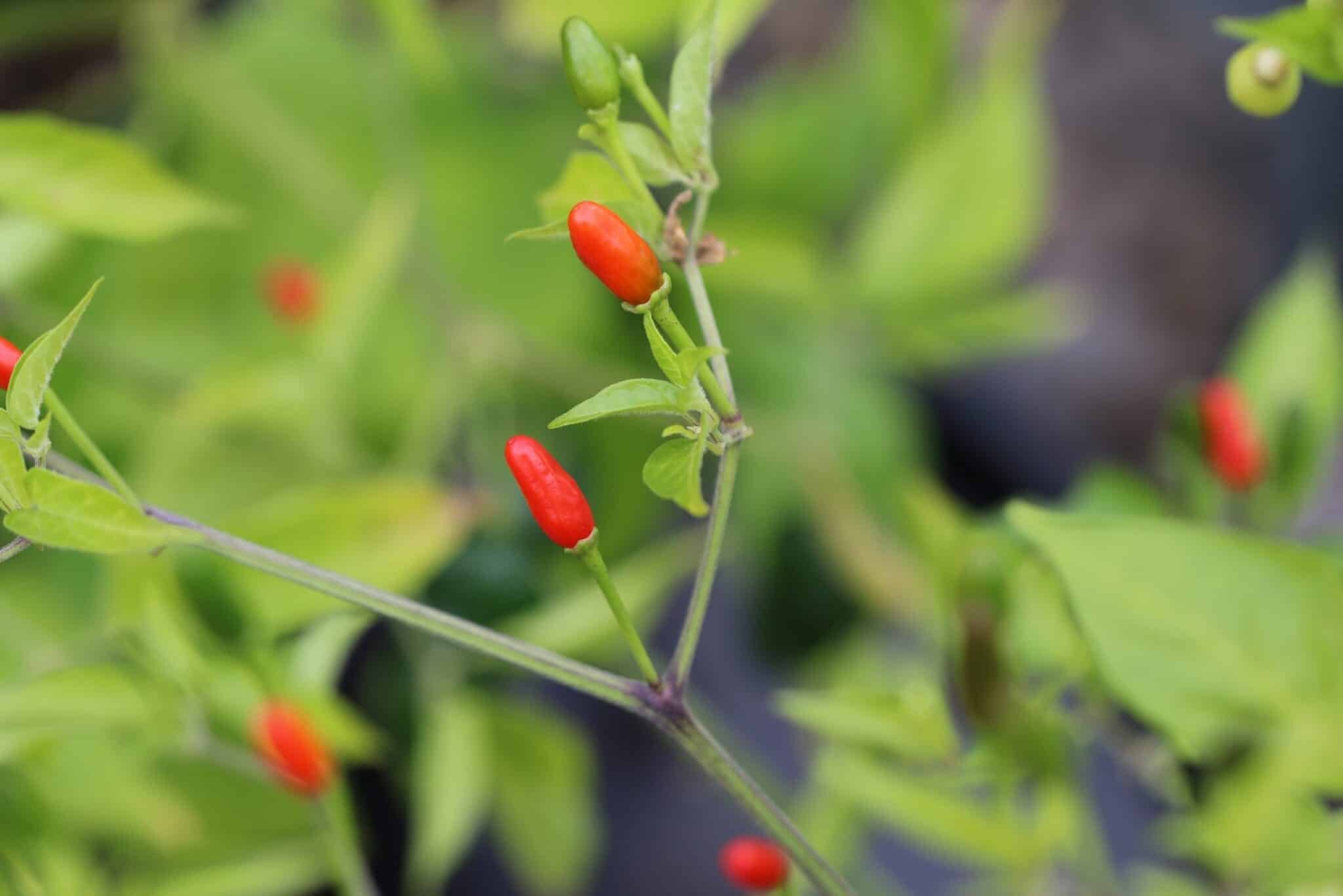 Köp Florida Wild Bird - Chilifrön online hos Svenska Frön Florida Wild Bird - Svenskodlade chilifrön frÄn Svenska Frön