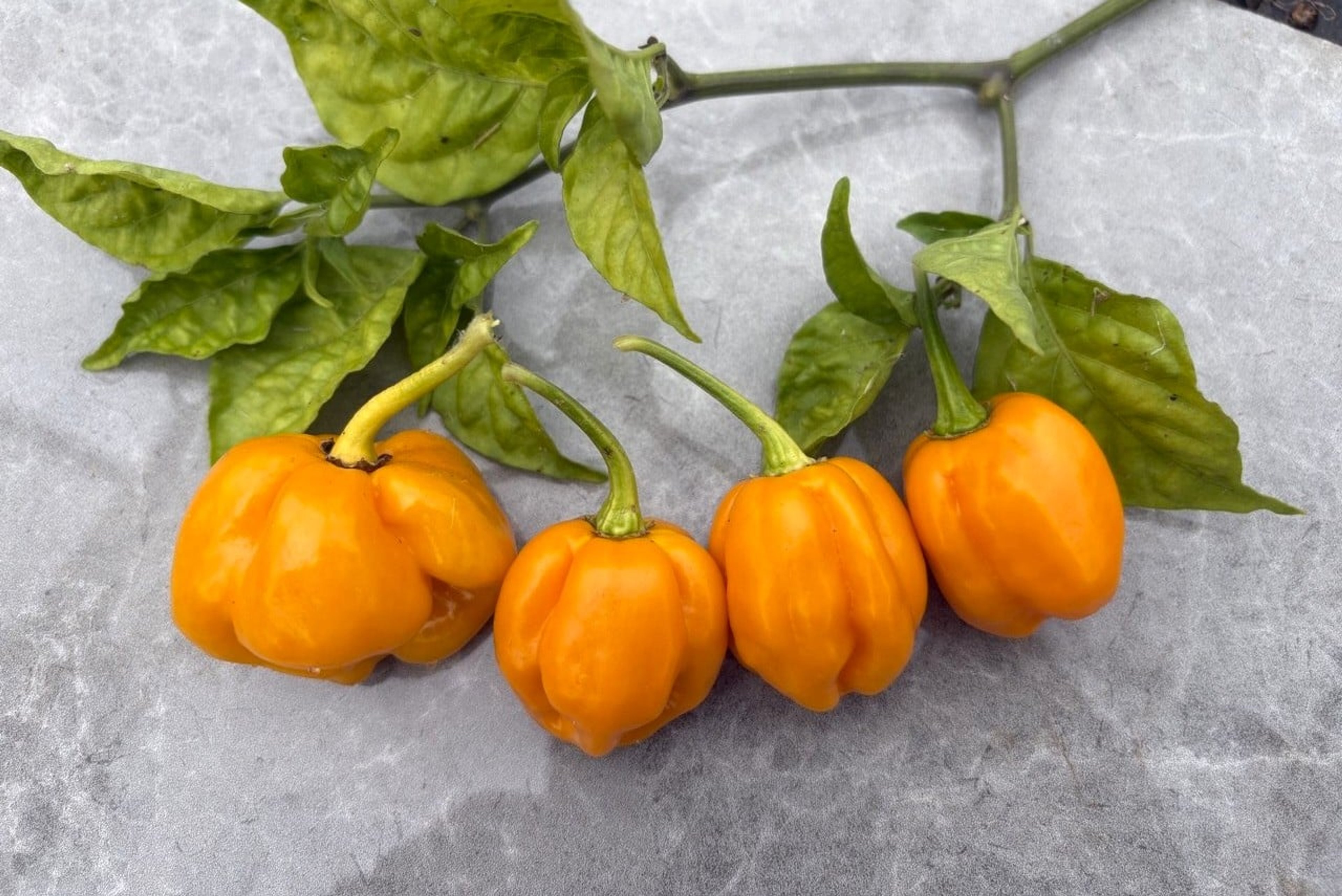 Avlånga orange Habanero Naranja Picante-chilifrukter på plantan