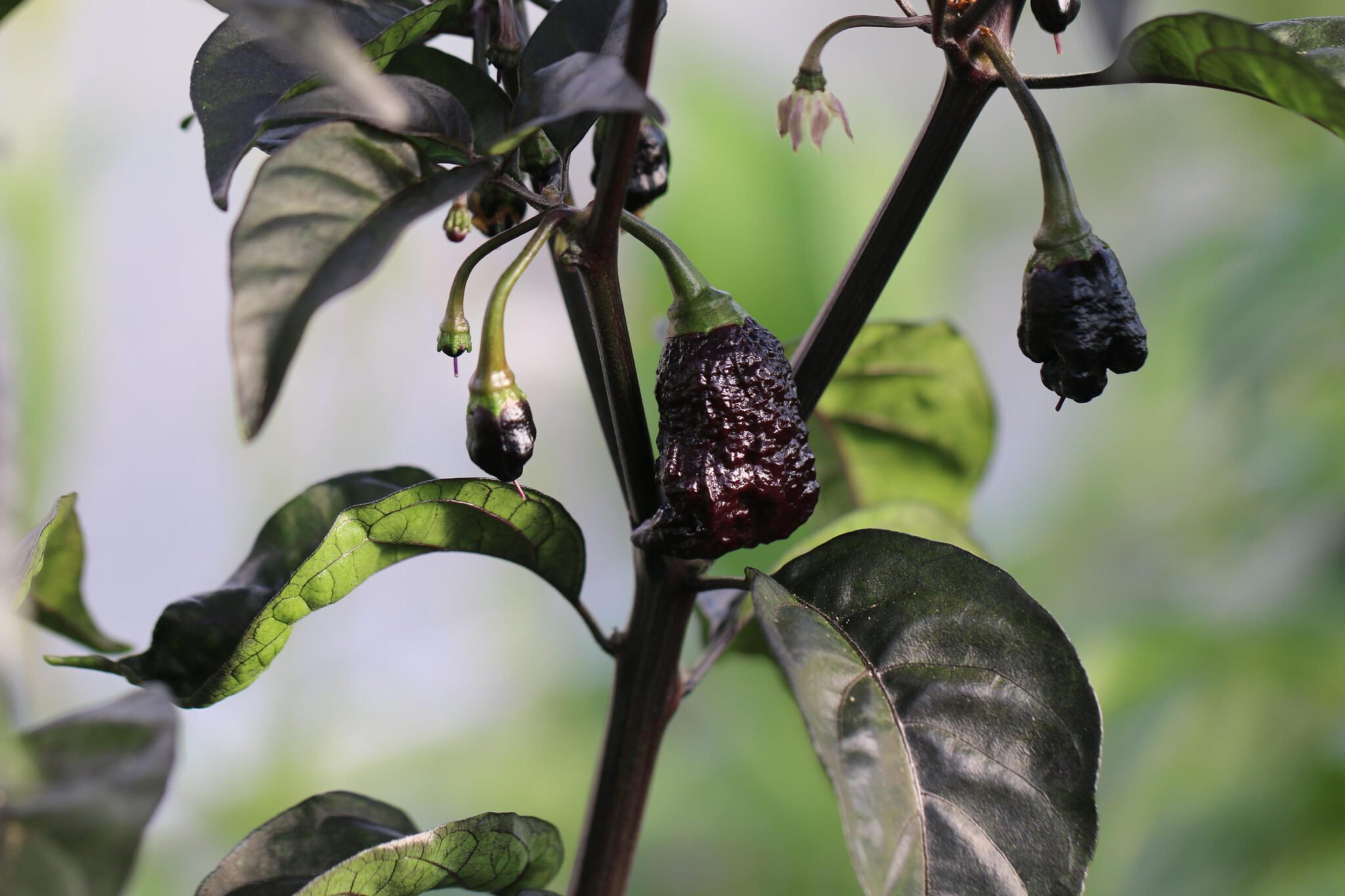 Testanera Chocolate D.D miniatyrbild 3